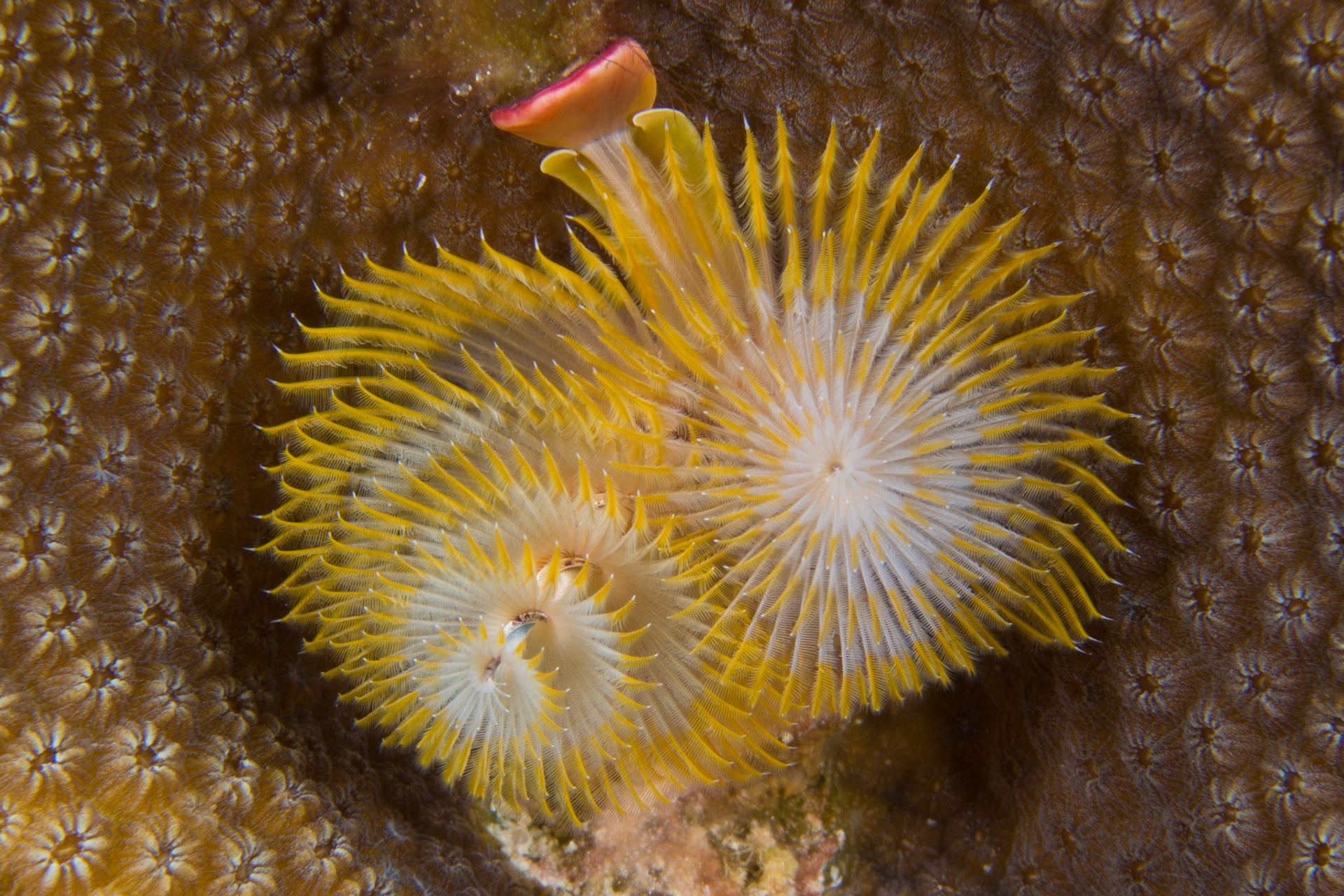 Christmas Tree Worm