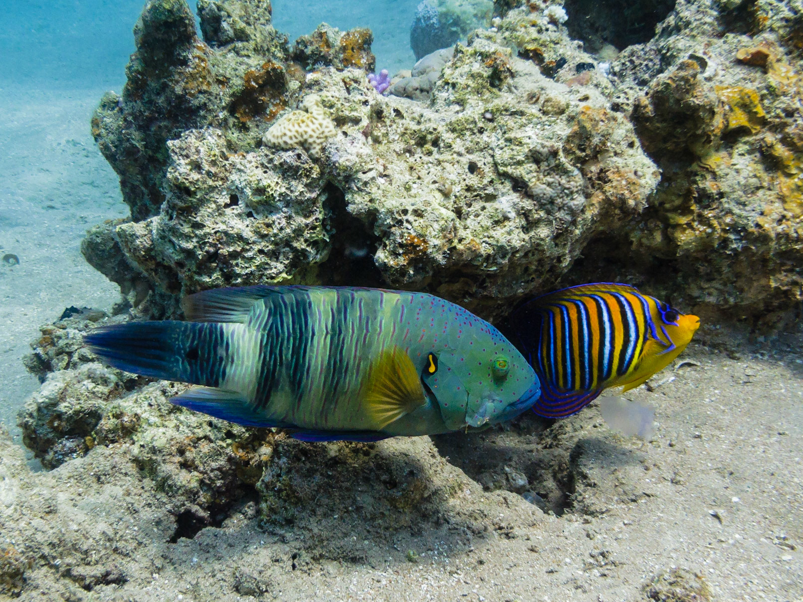 Regal Angelfish