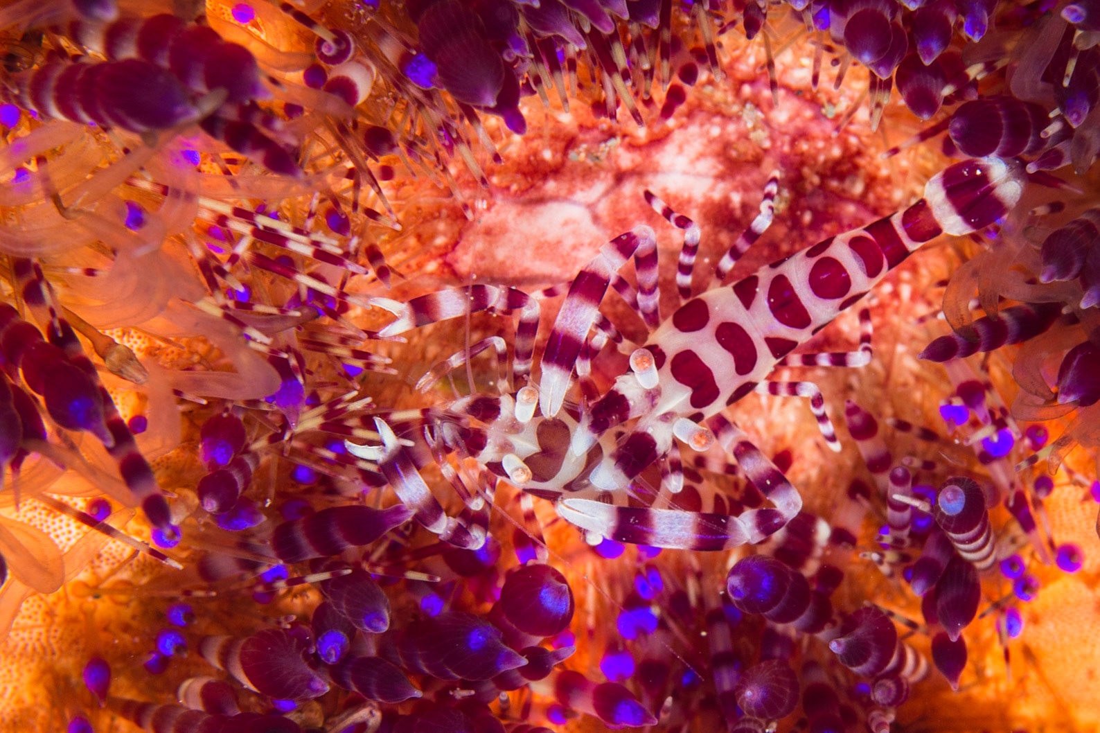 Coleman Shrimp and Variable Fire Urchin