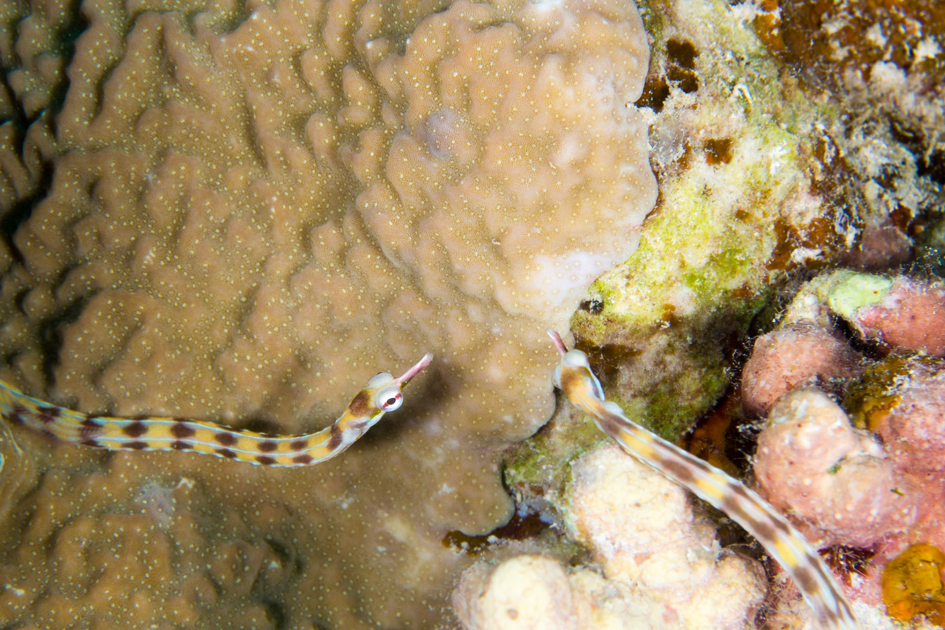 Network Pipefish