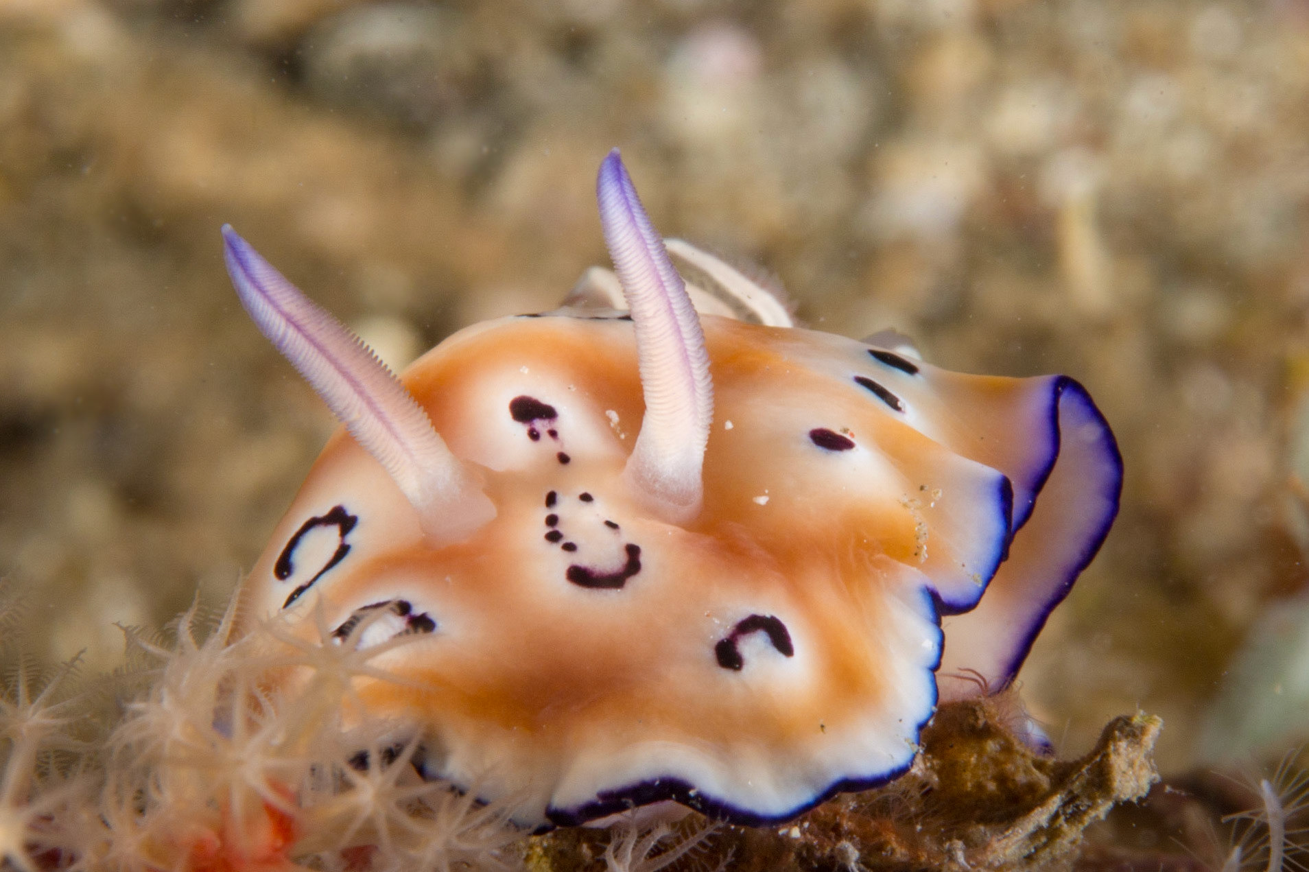 Goniobranchus leopardus