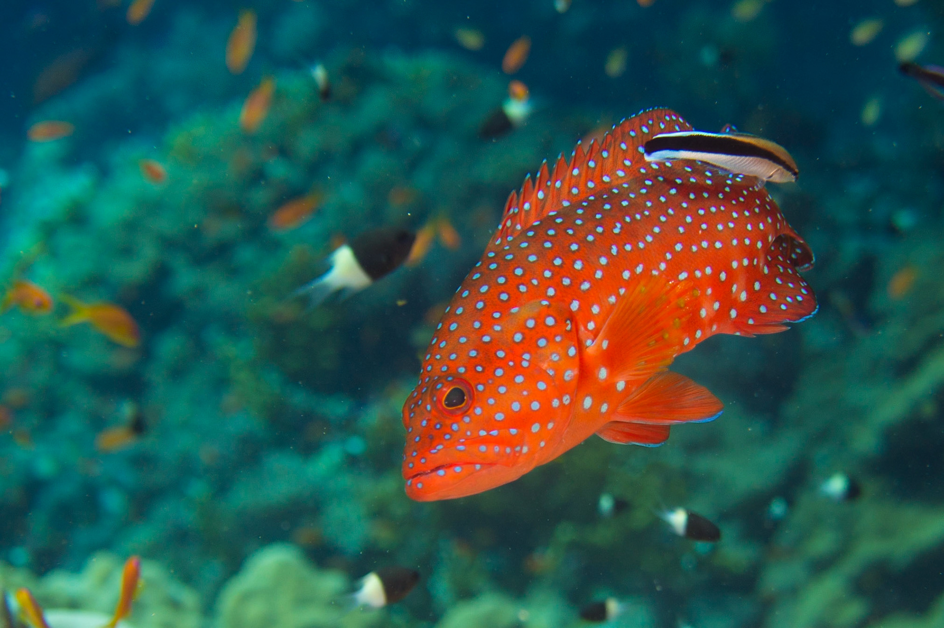 Coral Grouper and Bluestreak Cleaner Wrasse