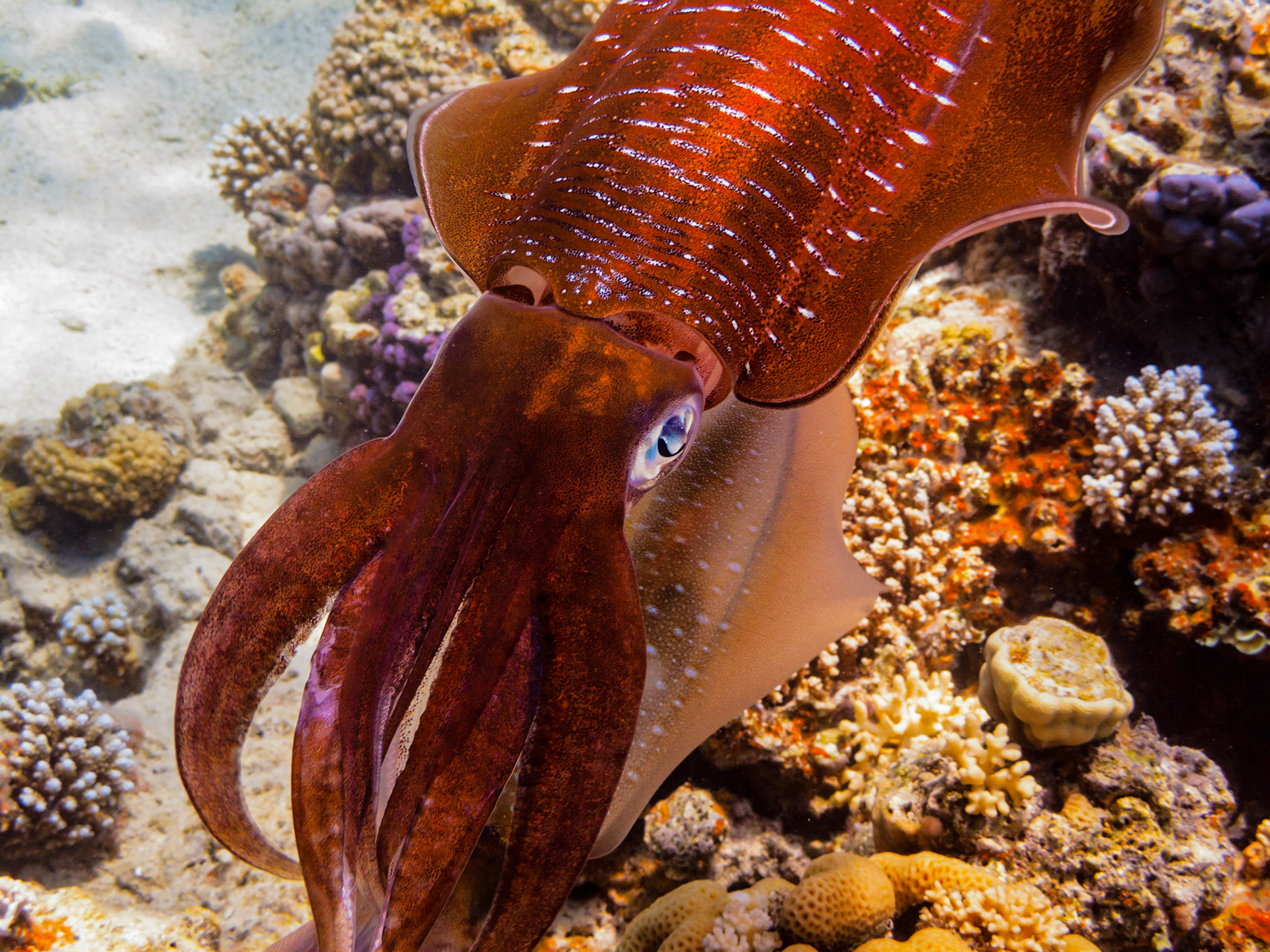 Mating Common Reef Squid