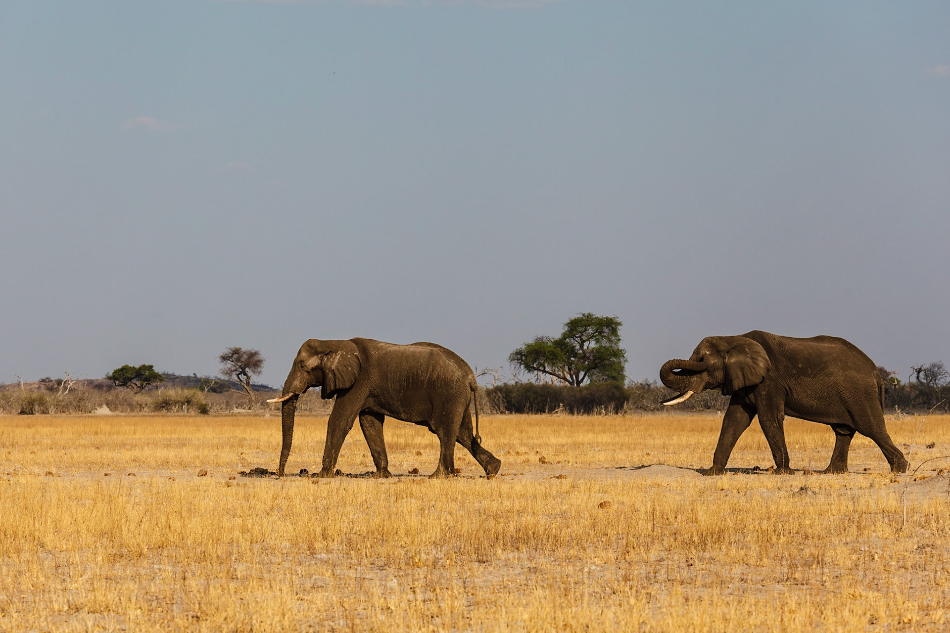 African Elephants