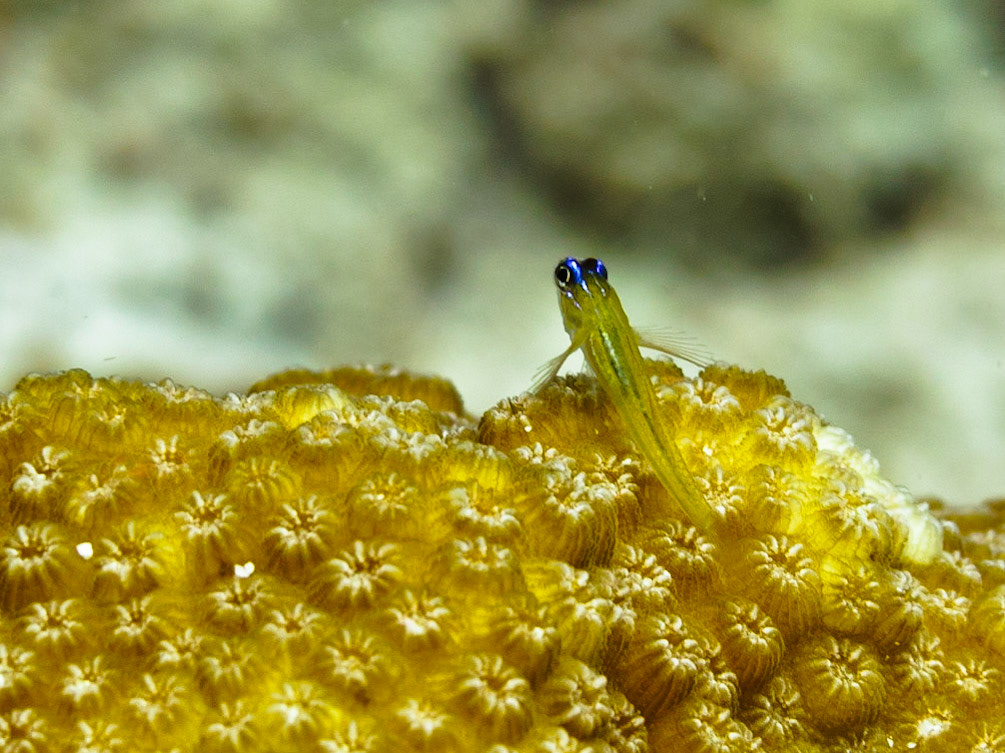 Peppermint Goby