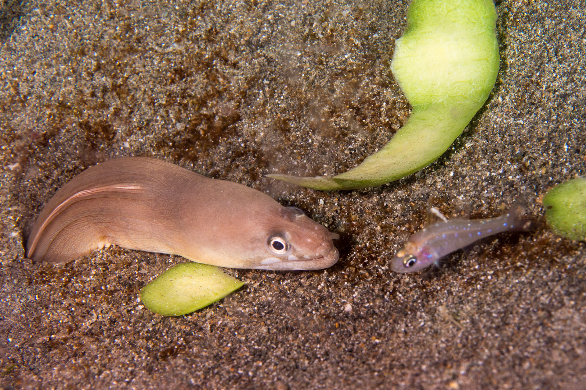 White-margined Moray