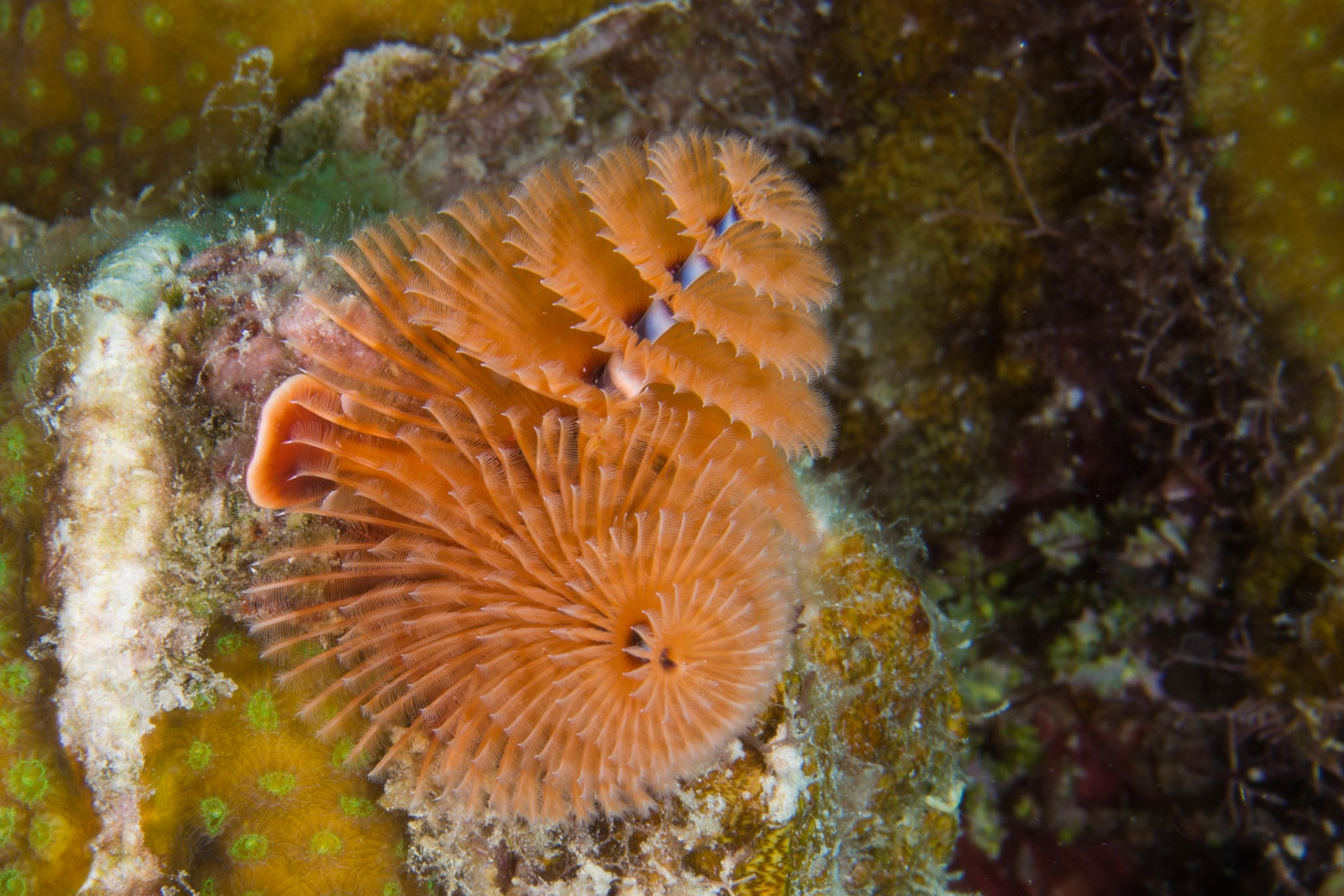 Christmas Tree Worm