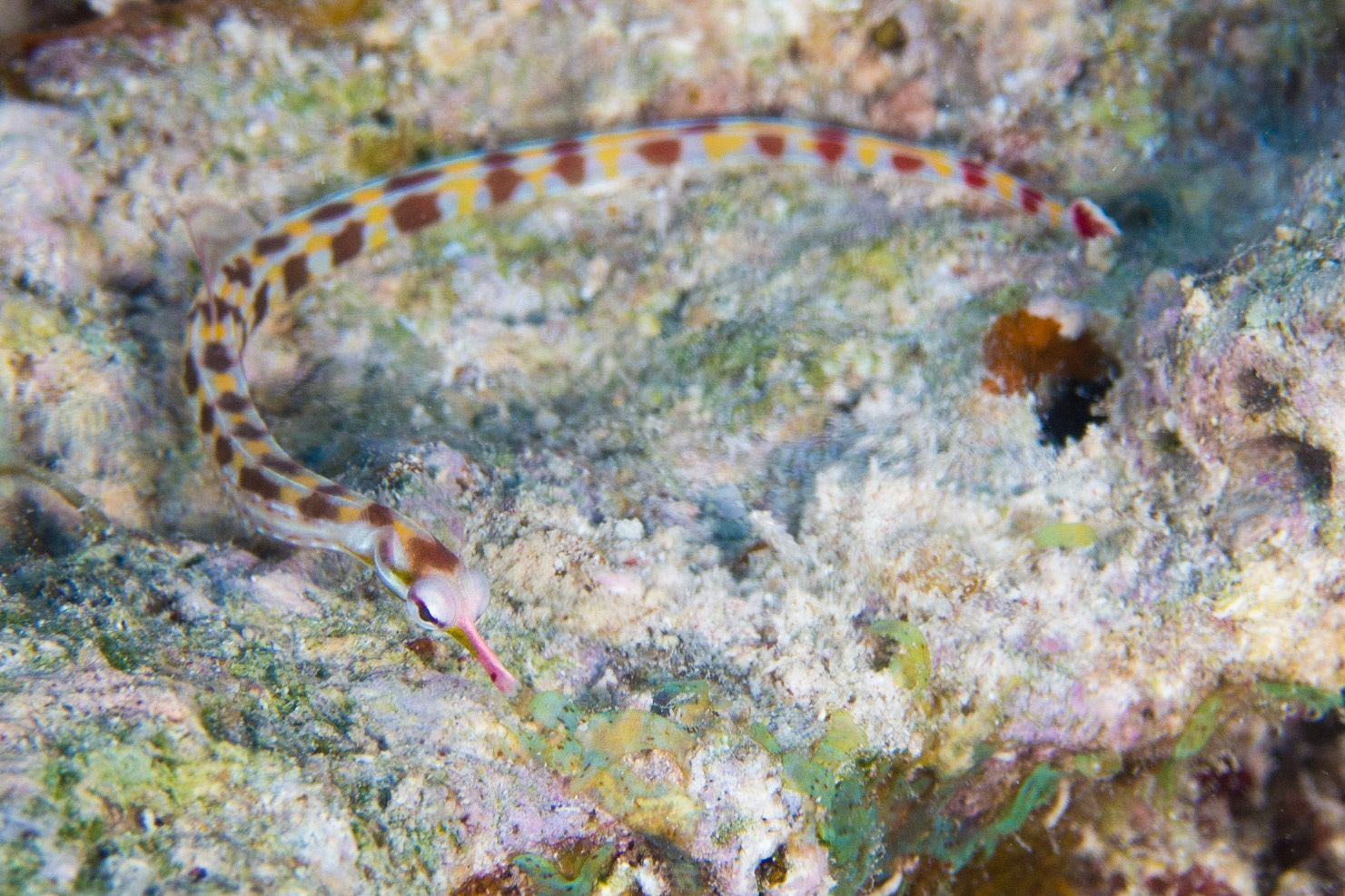 Network Pipefish