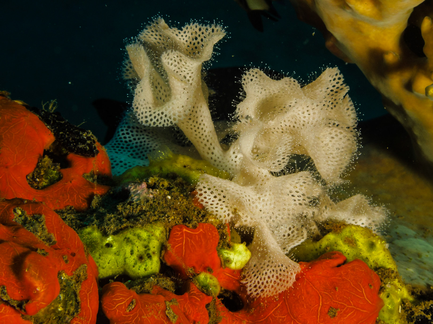 Lacy Bryozoan