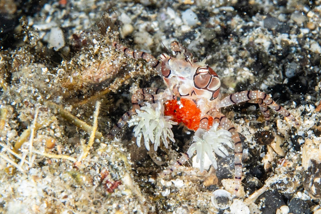 Mosaic Boxer Crab