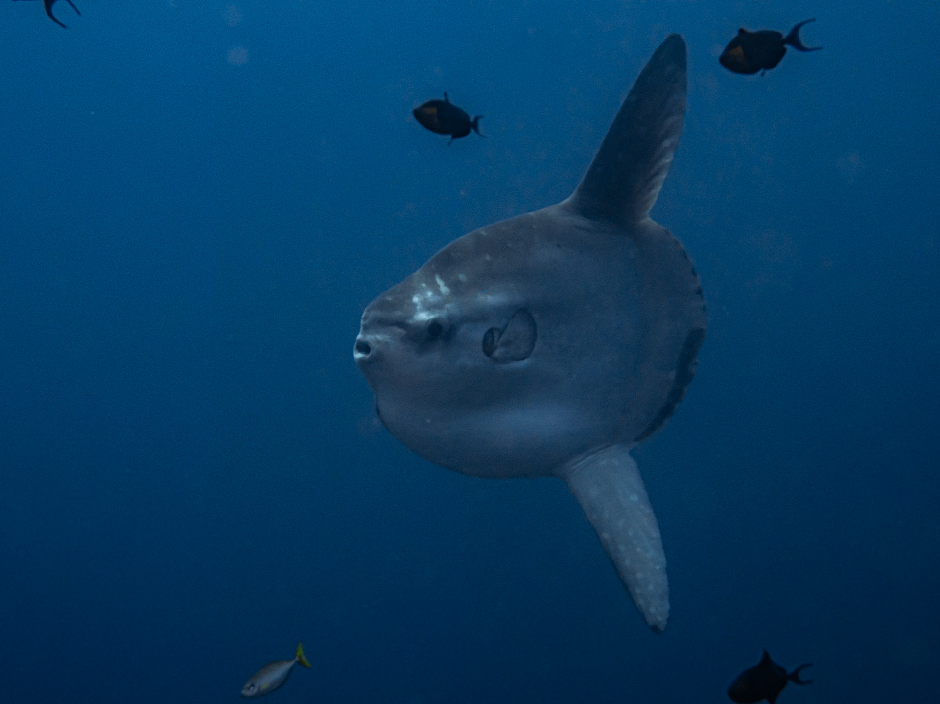 Ocean Sunfish