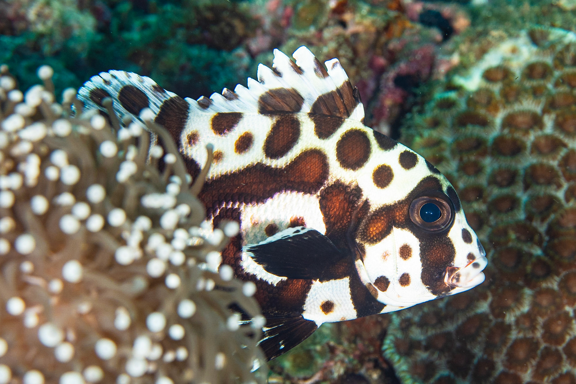 Many-spotted Sweetlips