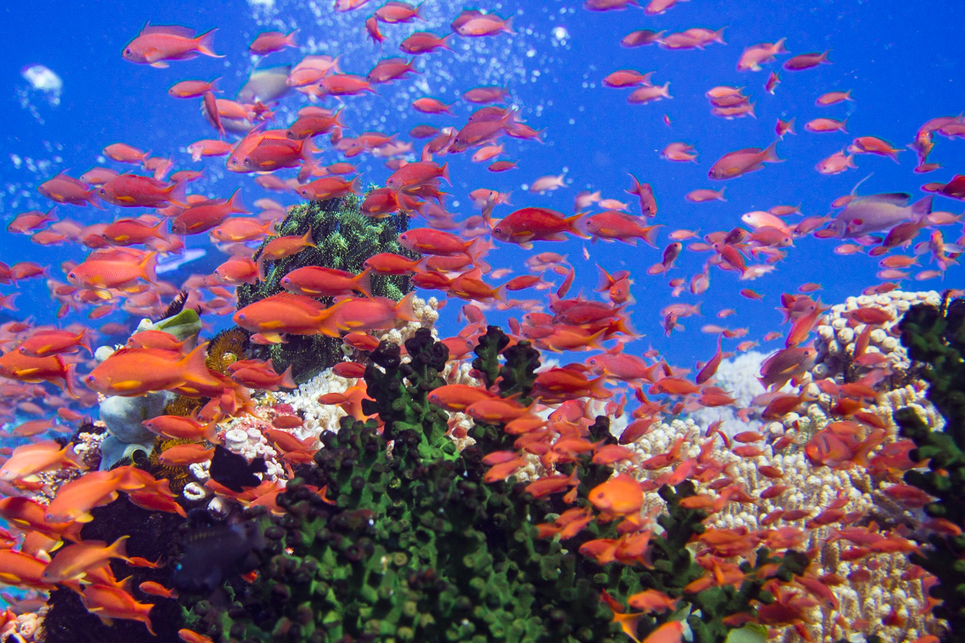 A school of Scalefin Anthias at Devil's Point near Anilao, Philippines