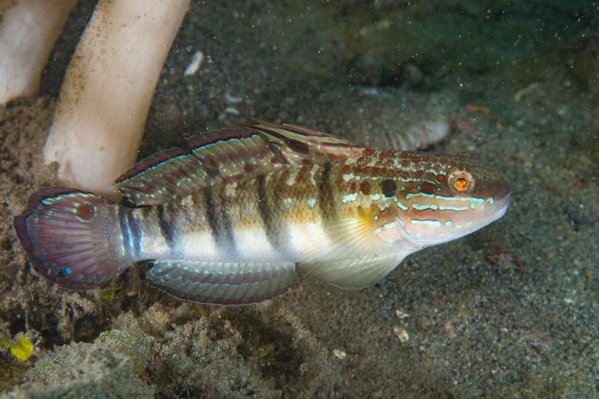 Banded Goby