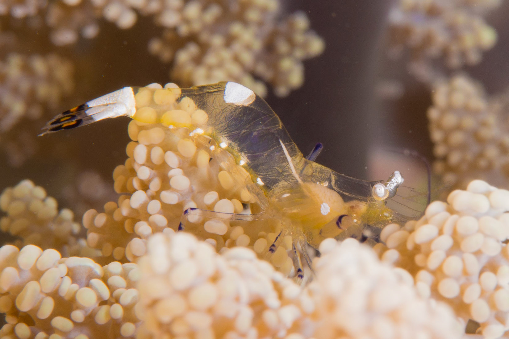 Peacock-tail Anemone Shrimp