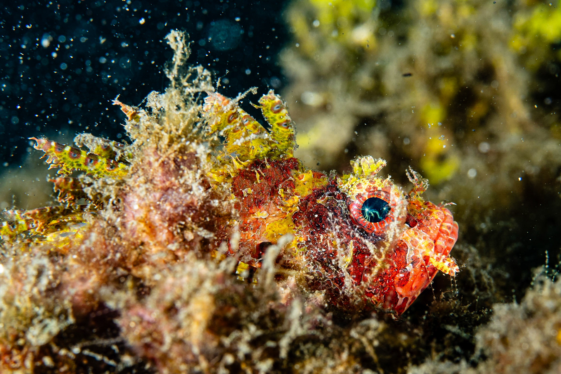 Scorpionfishes