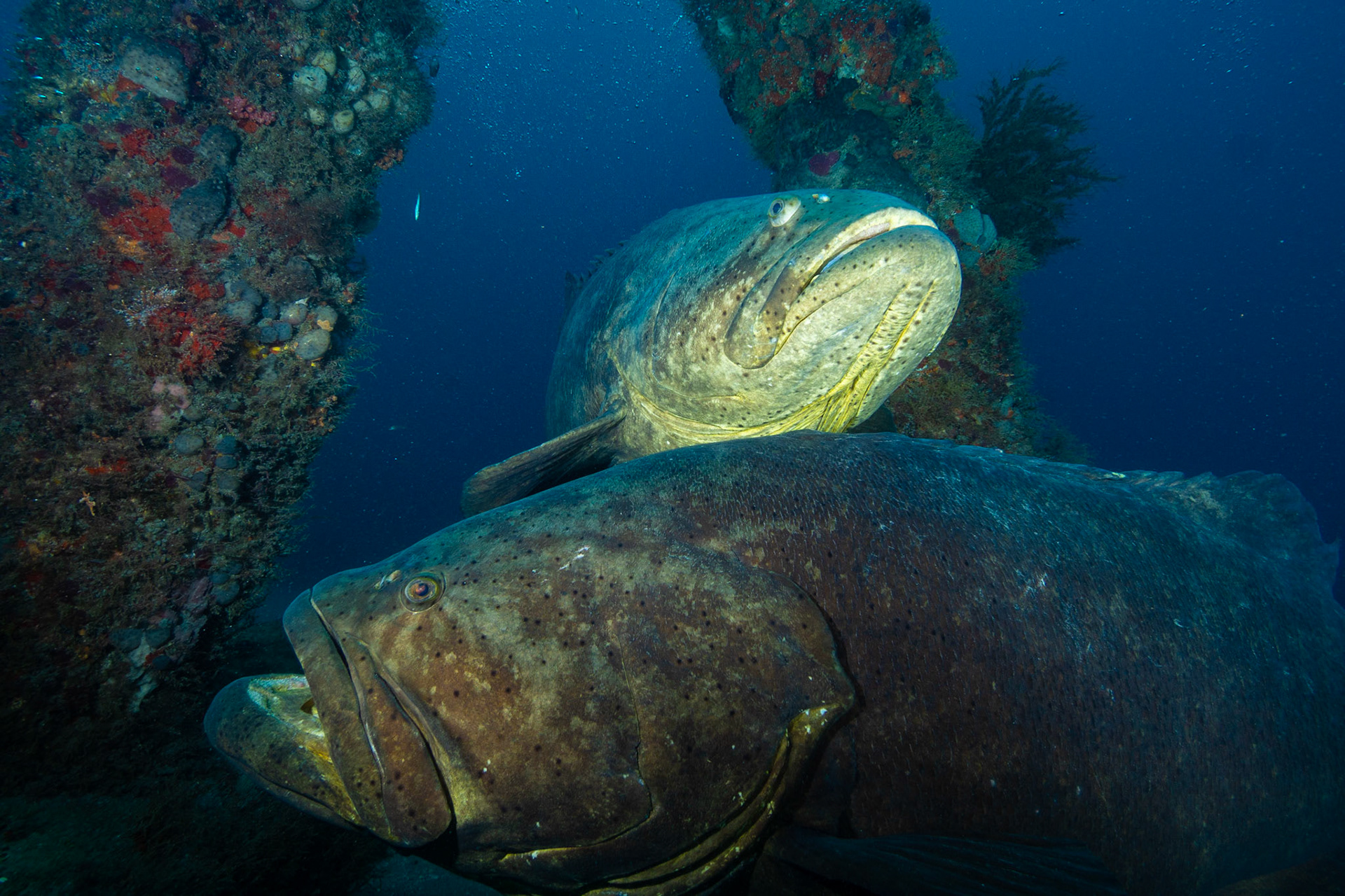 Goliath Grouper