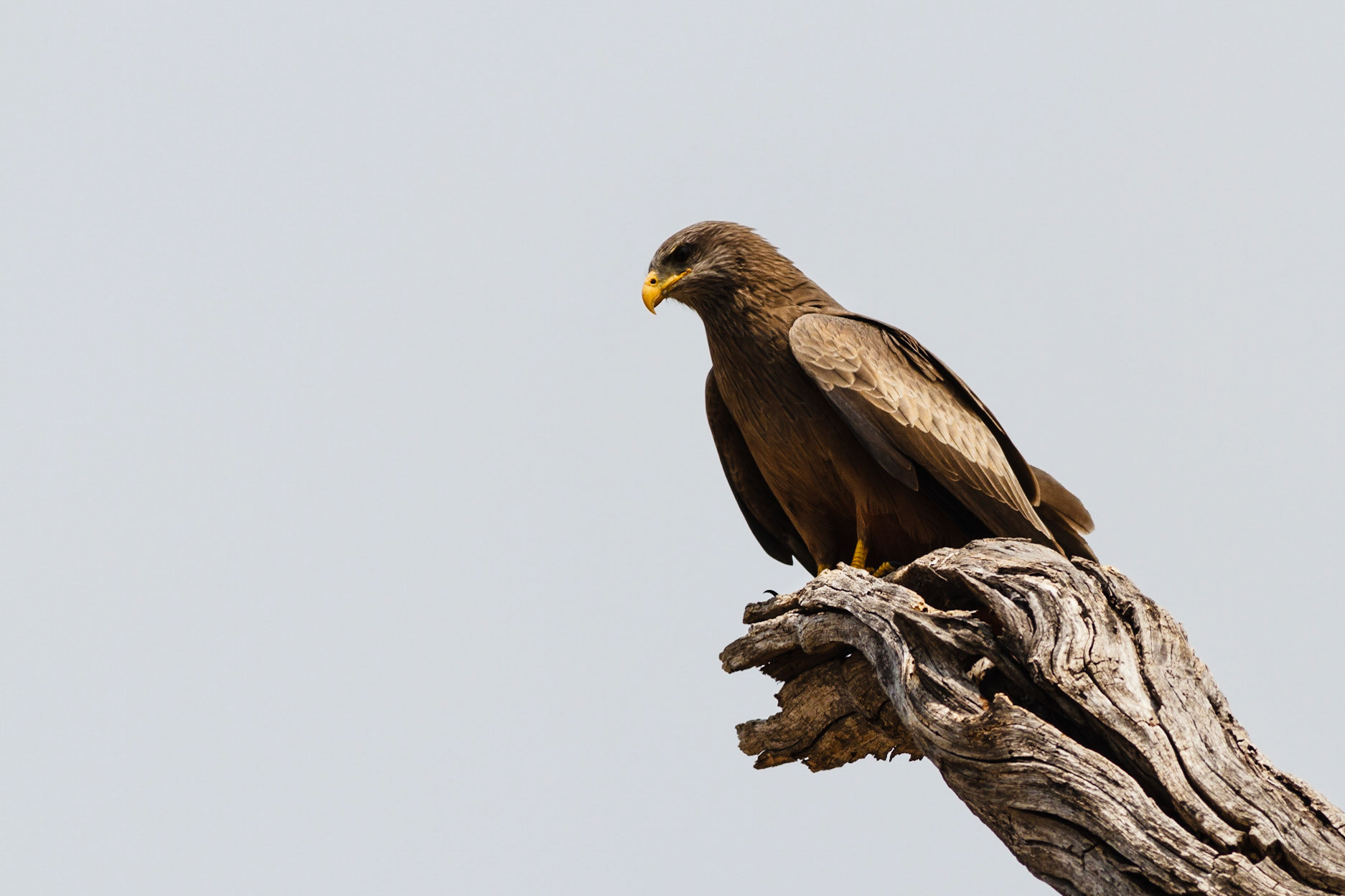 Yellow-billed Kite