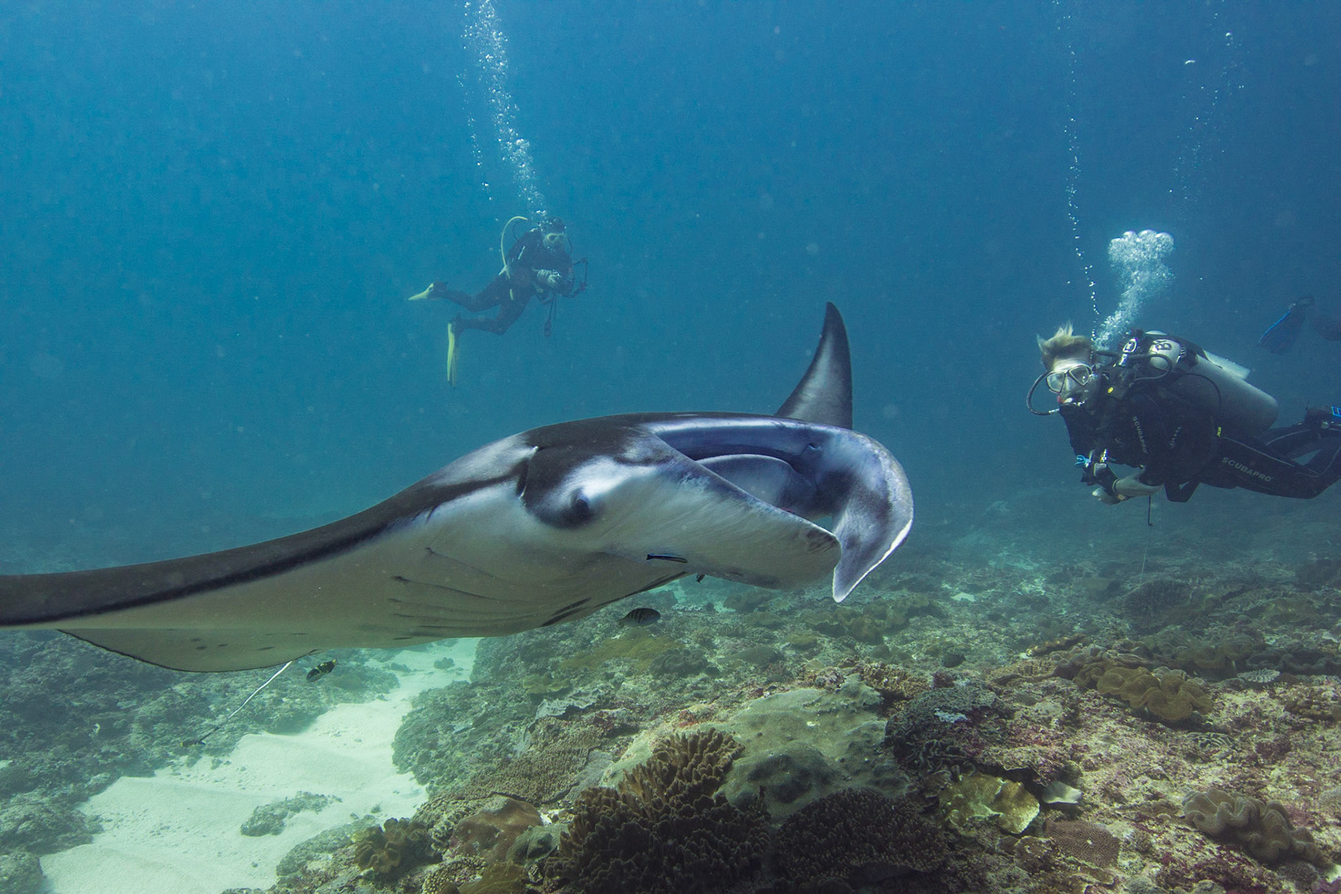 Reef Manta Ray