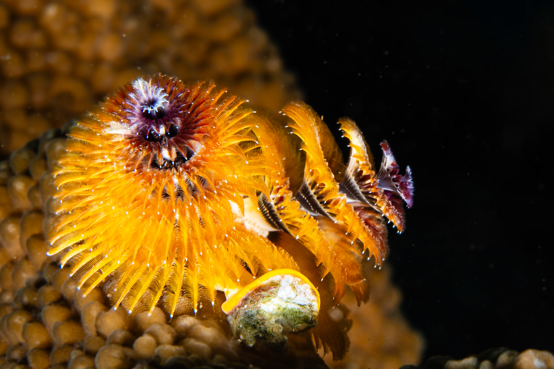 Christmas Tree Worm