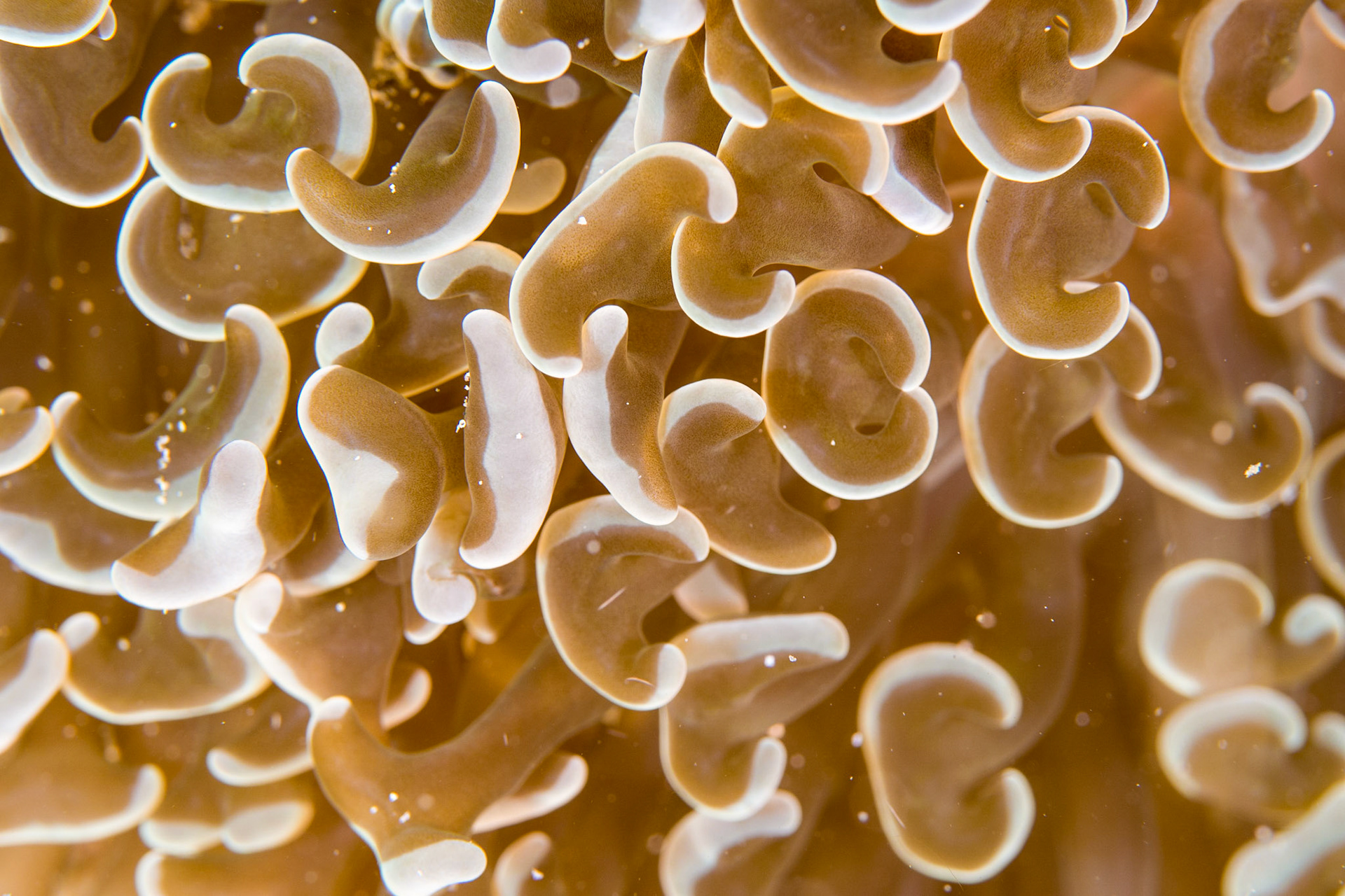 Euphyllia ancora