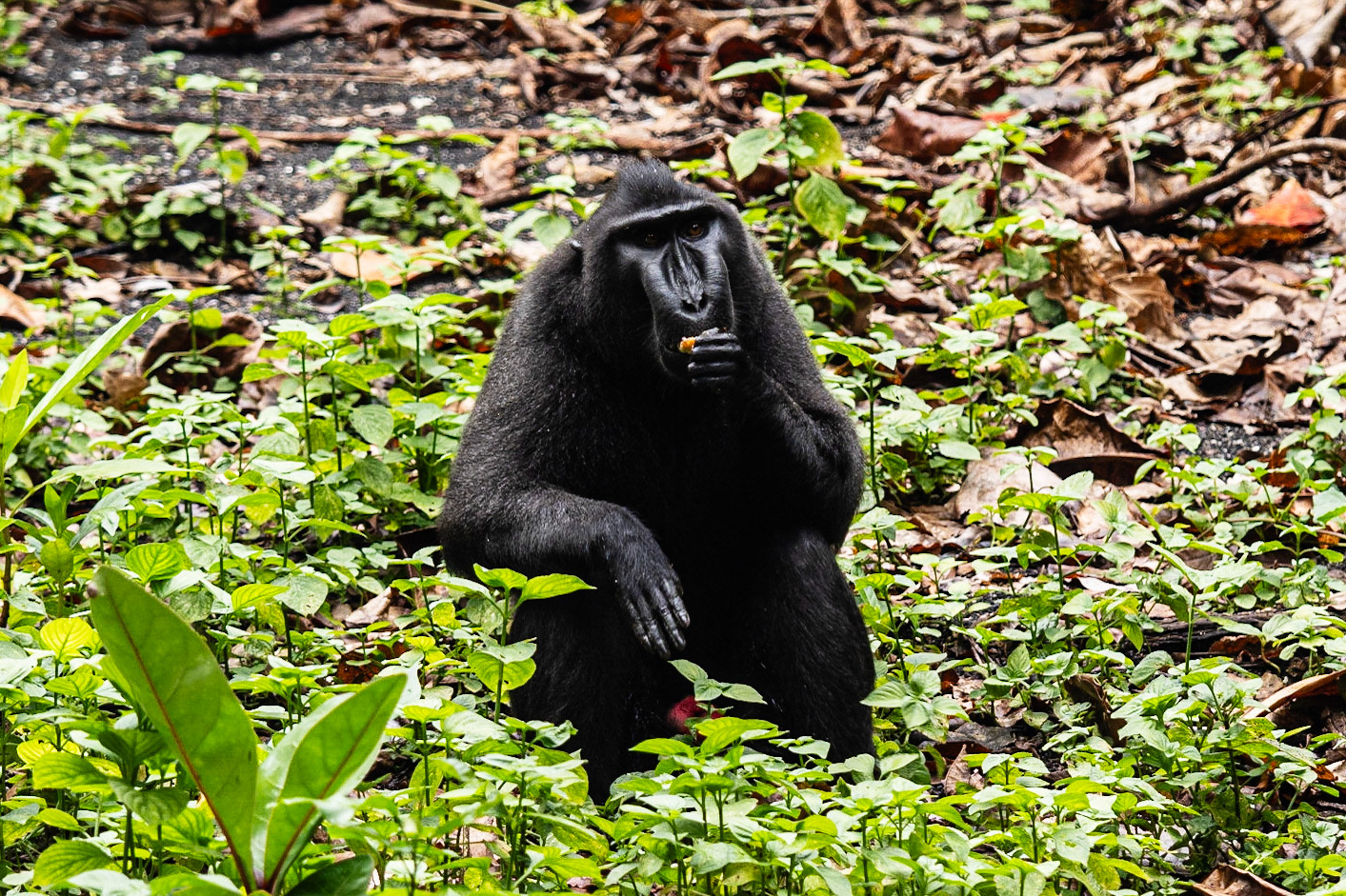 Celebes Crested Macaque