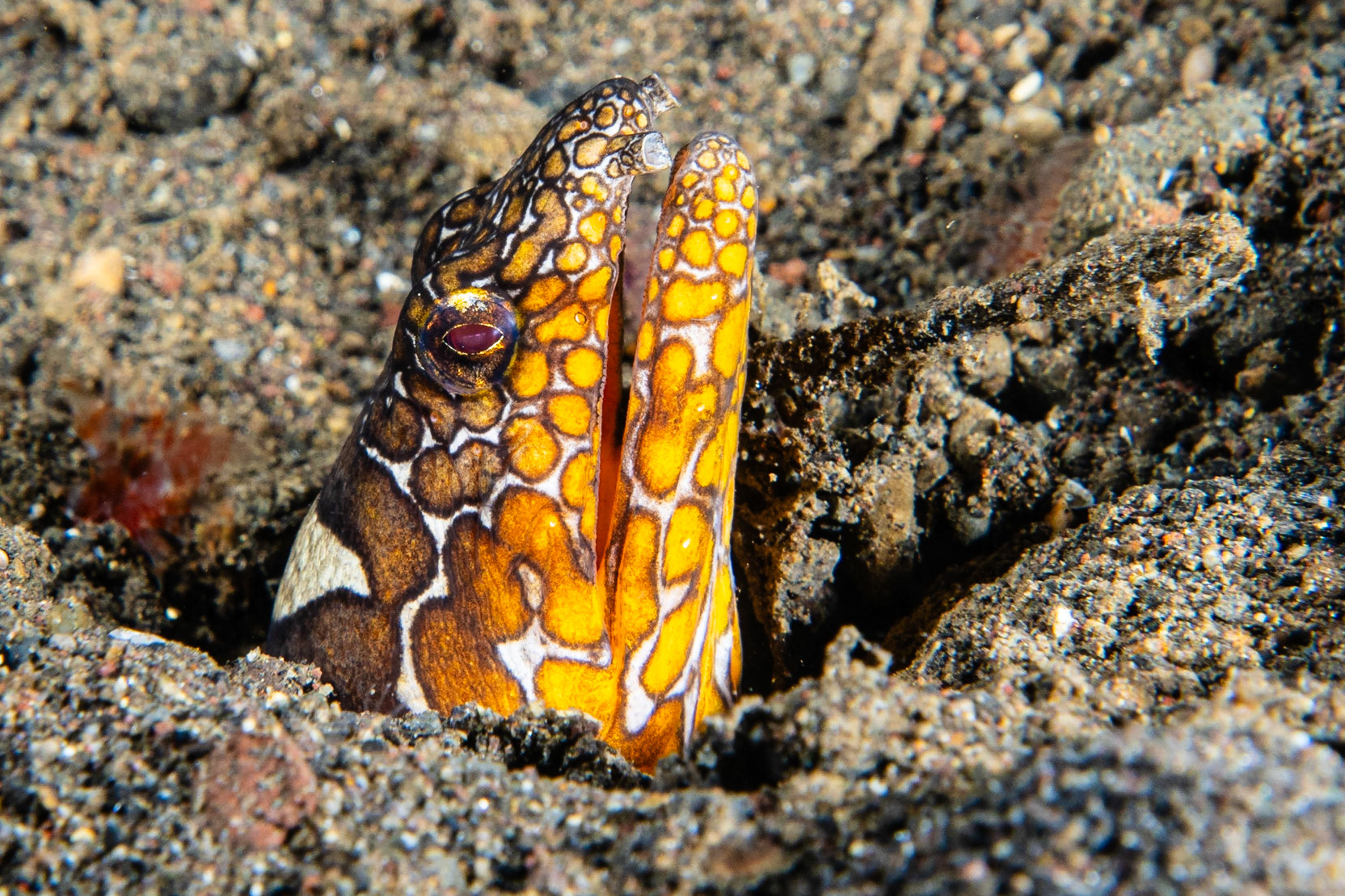 Napoleon Snake Eel