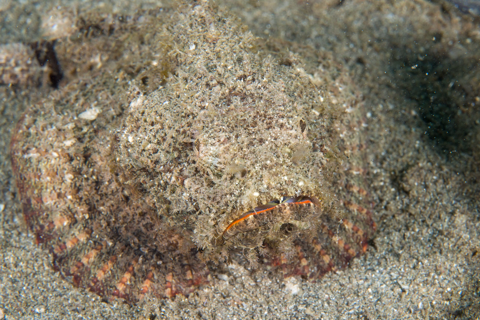 Devil Scorpionfish or Flasher Scorpionfish