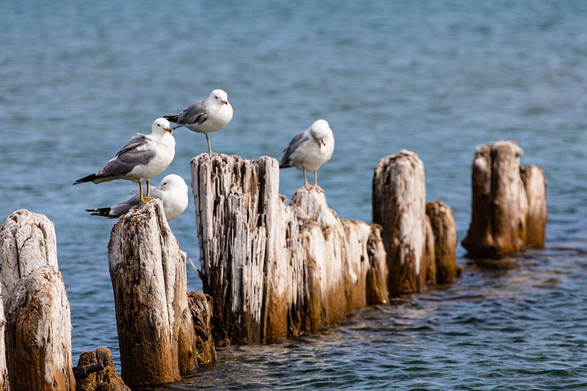 Ring-billed Gull
