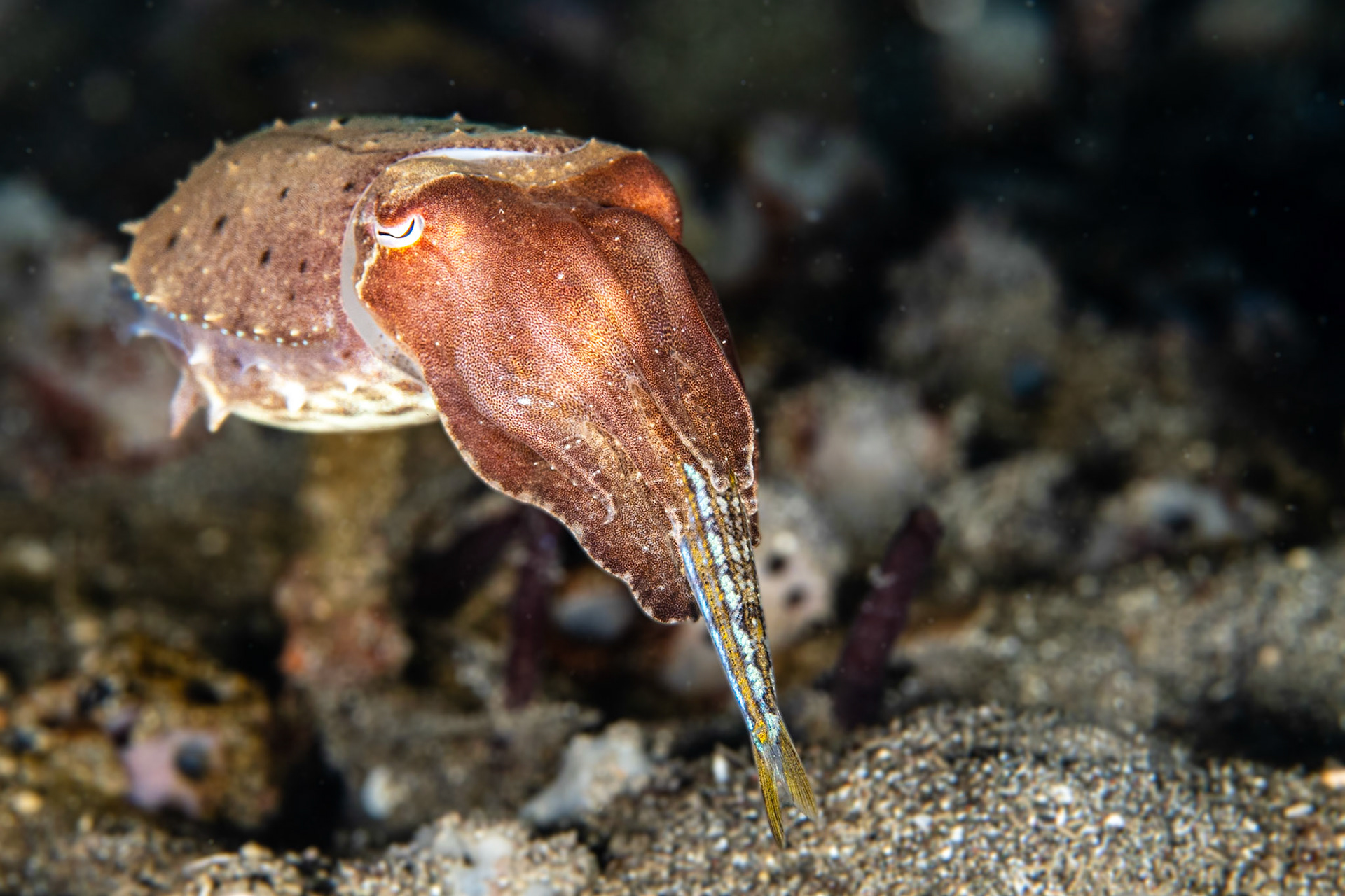 Broadclub Cuttlefish
