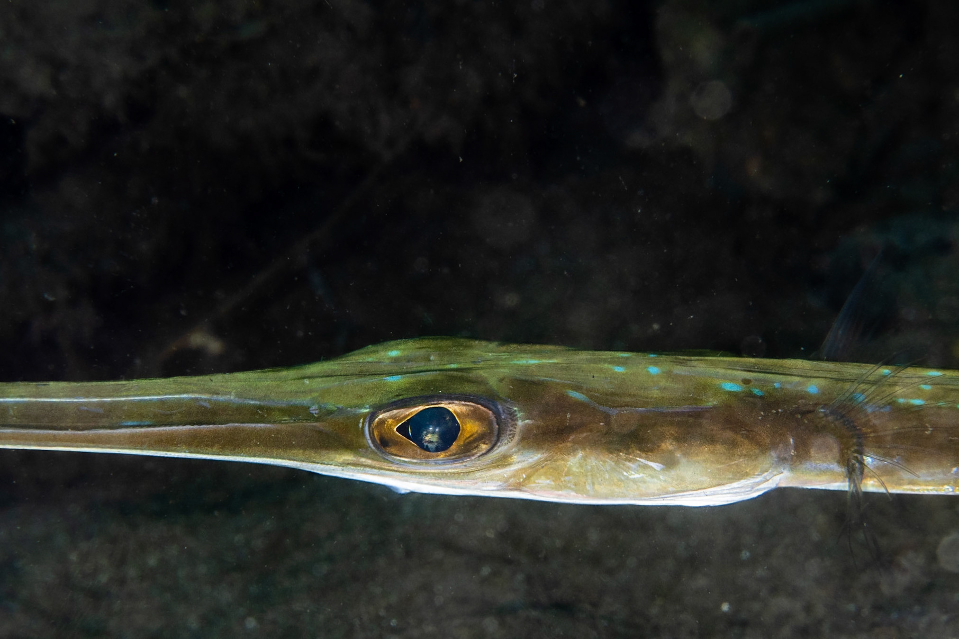 Smooth Cornetfish
