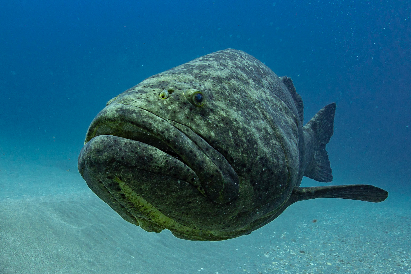 Goliath Grouper