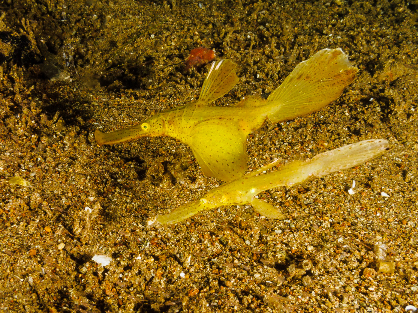 Robust Ghost Pipefish