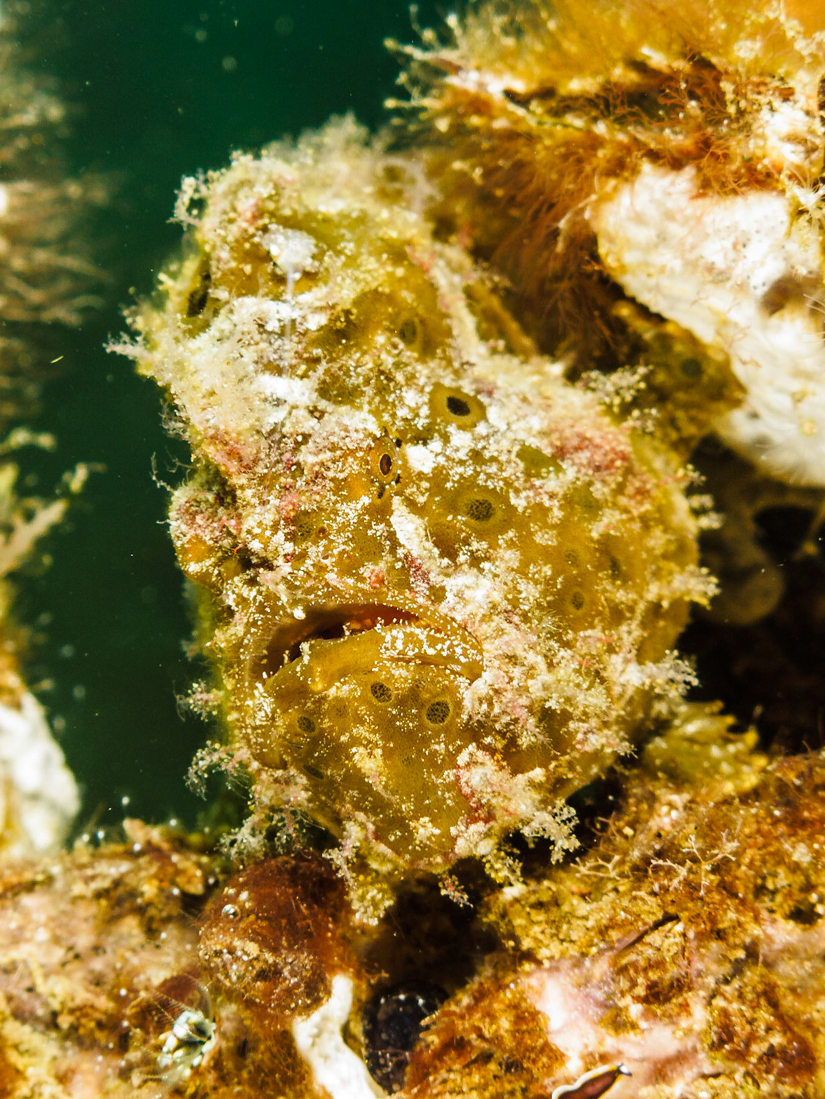 Painted Frogfish