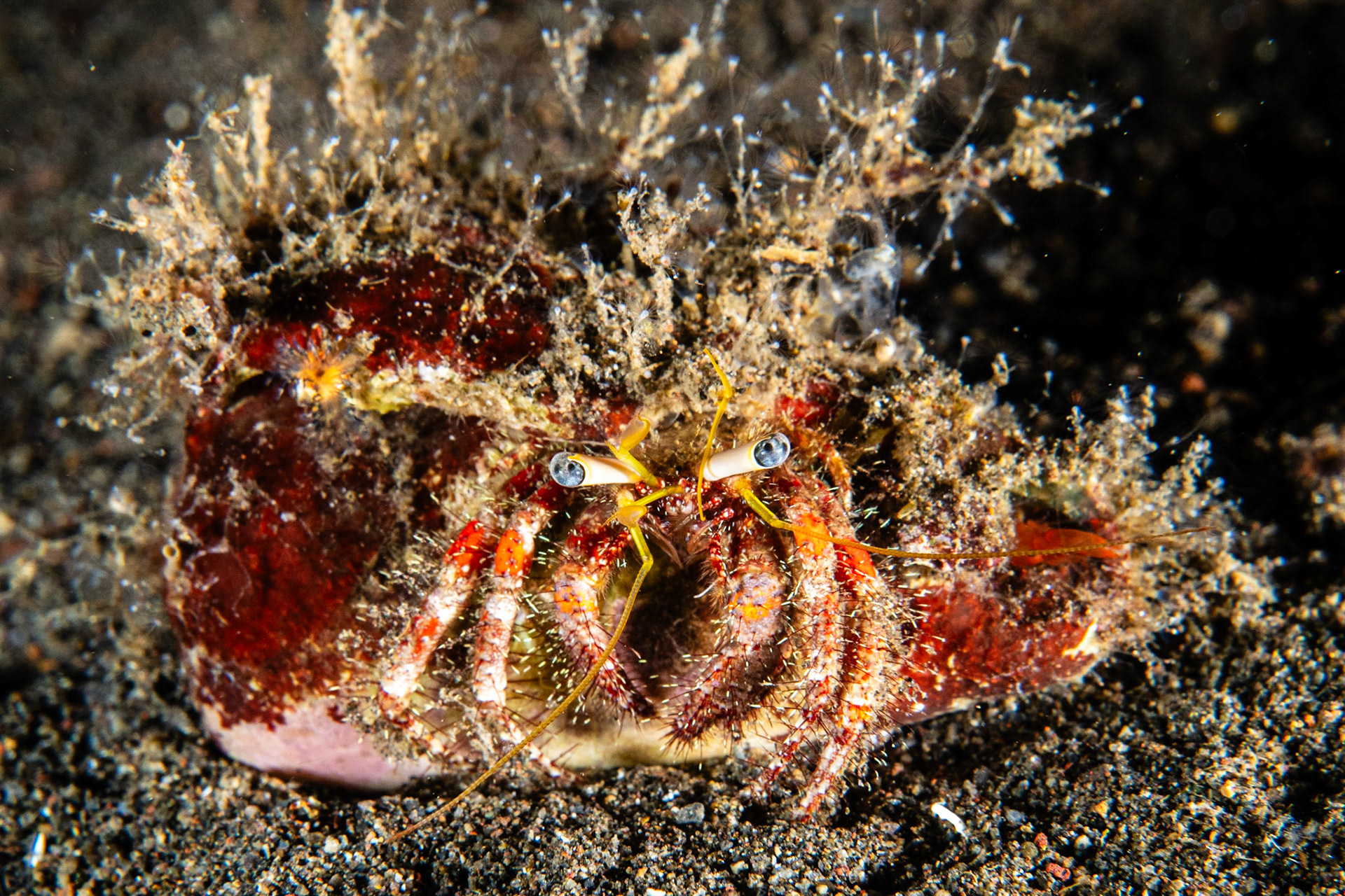 Dark Knee Hermit Crab