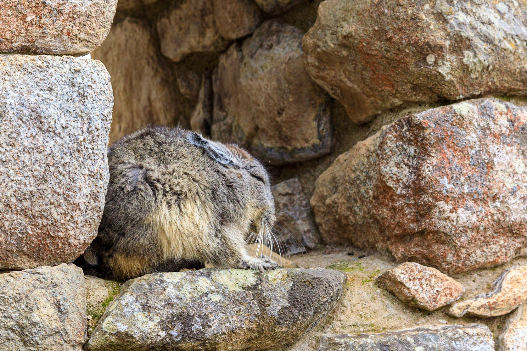 Long-tailed Chinchilla