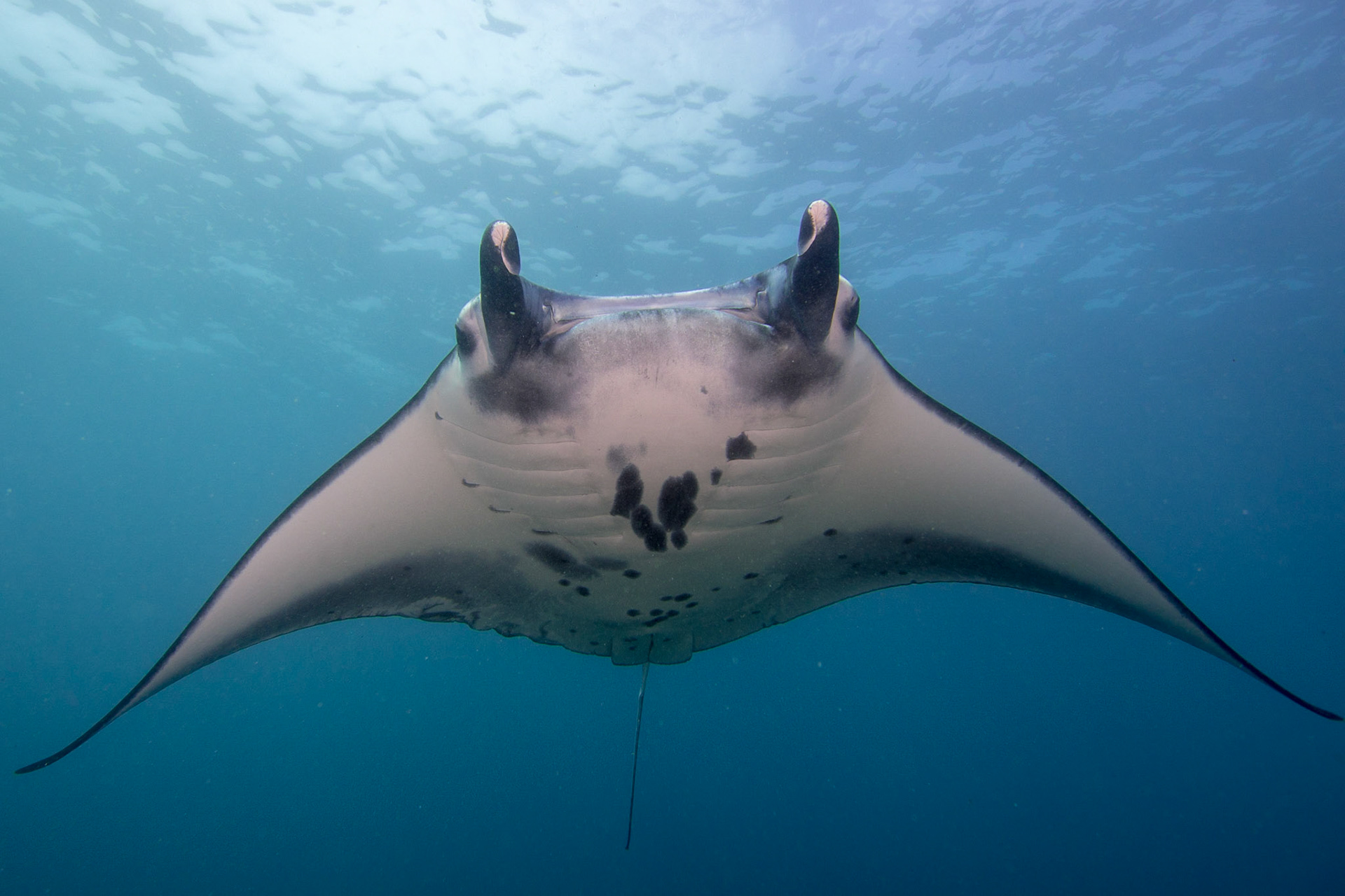 Reef Manta Ray
