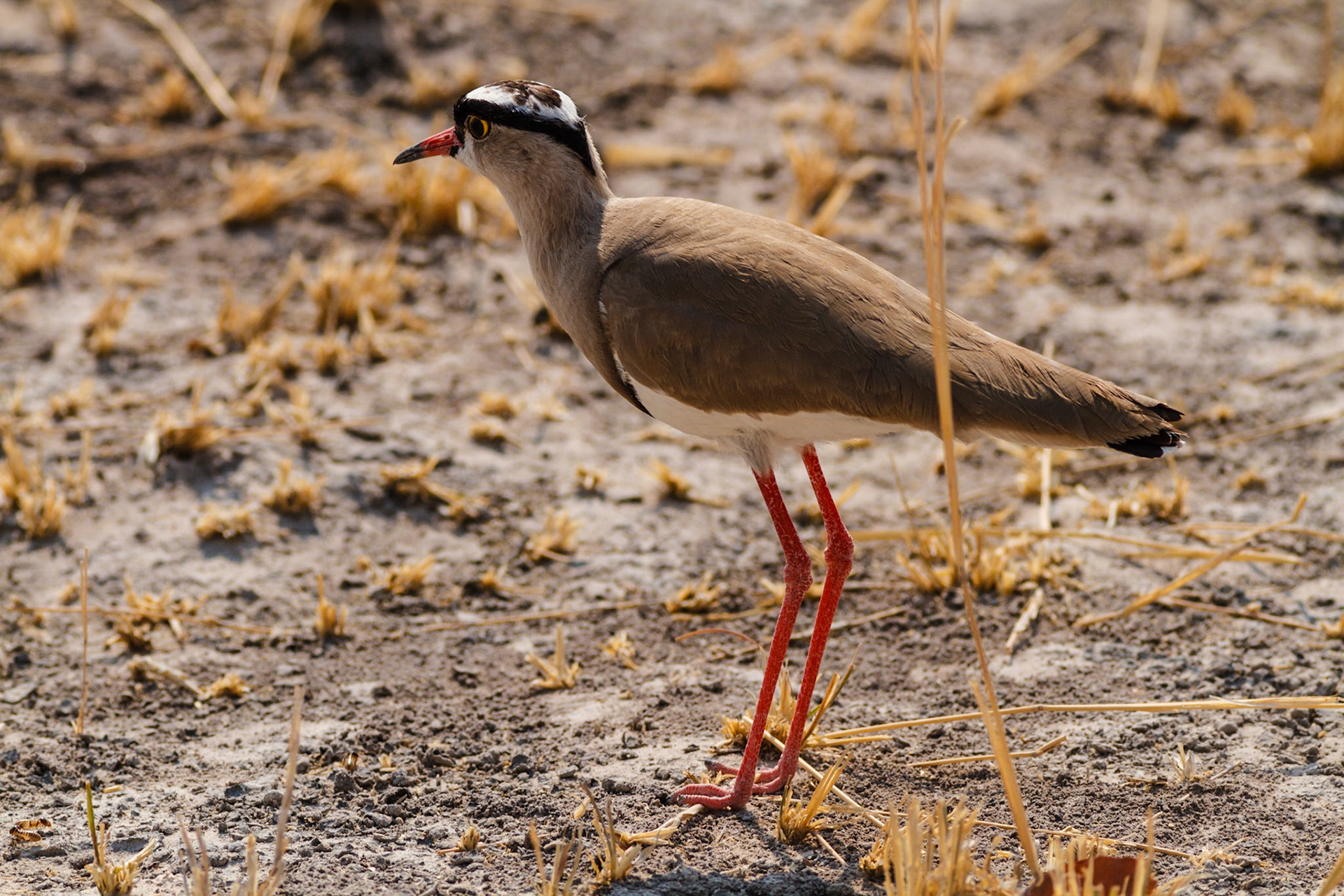 Crowned Lapwing