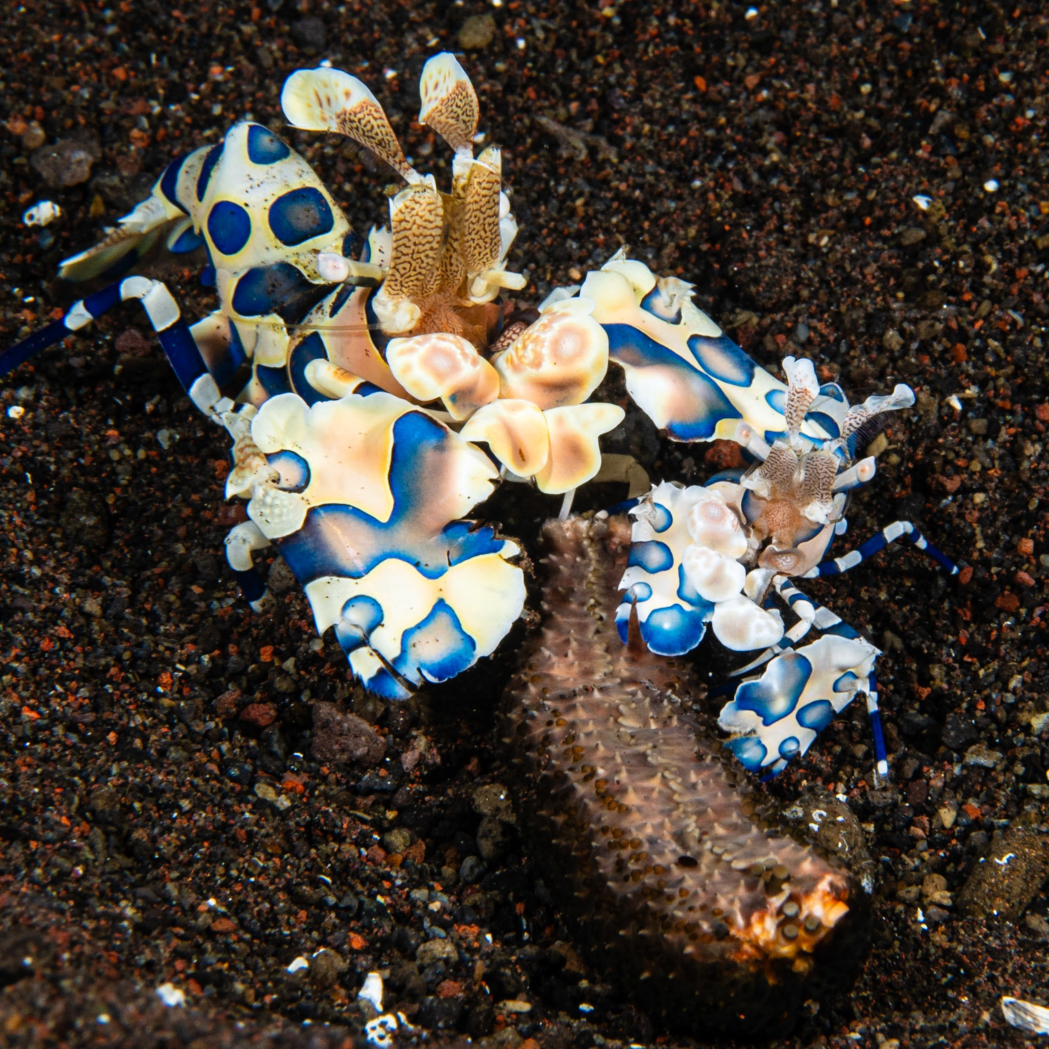 Harlequin Shrimp