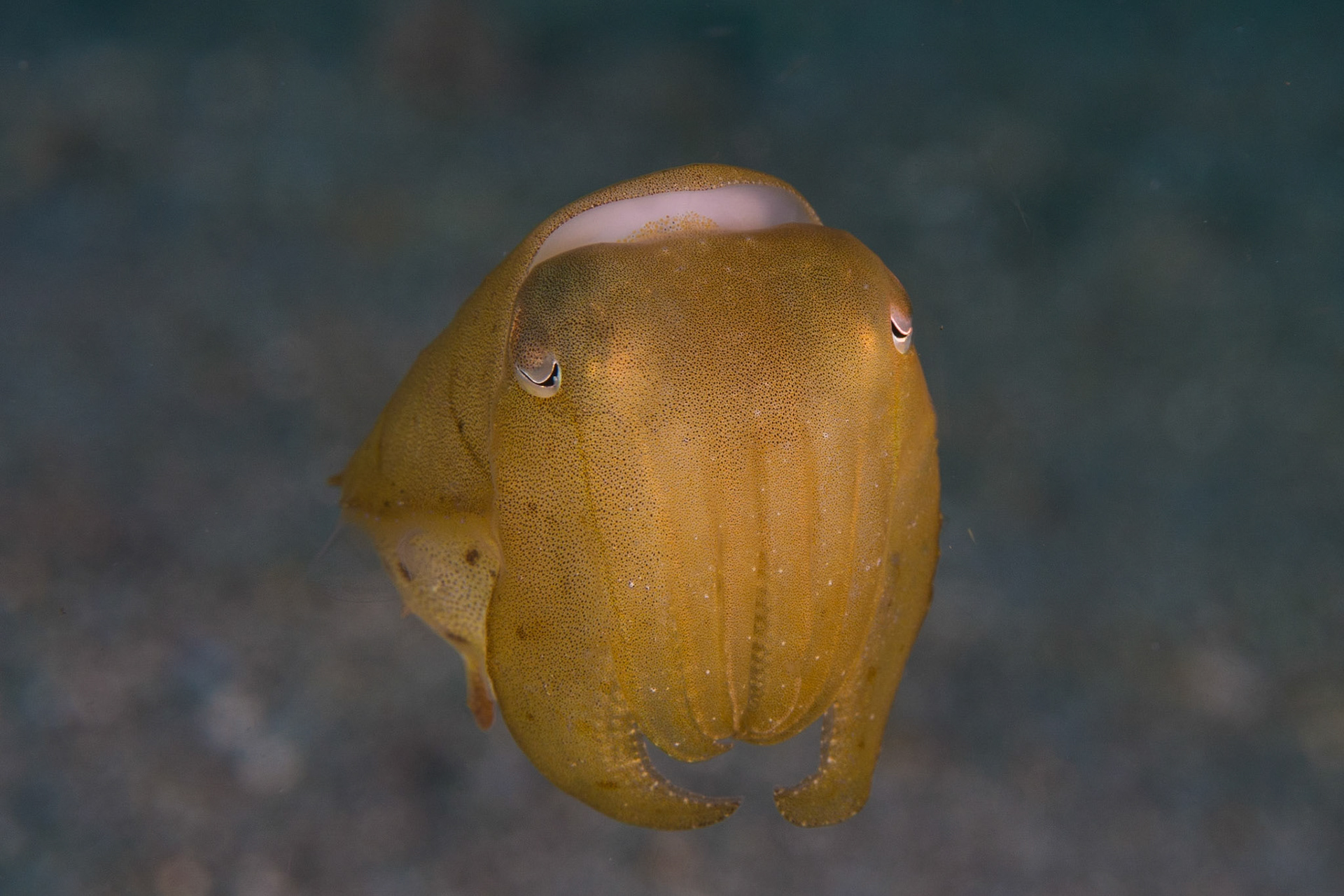 Broadclub Cuttlefish