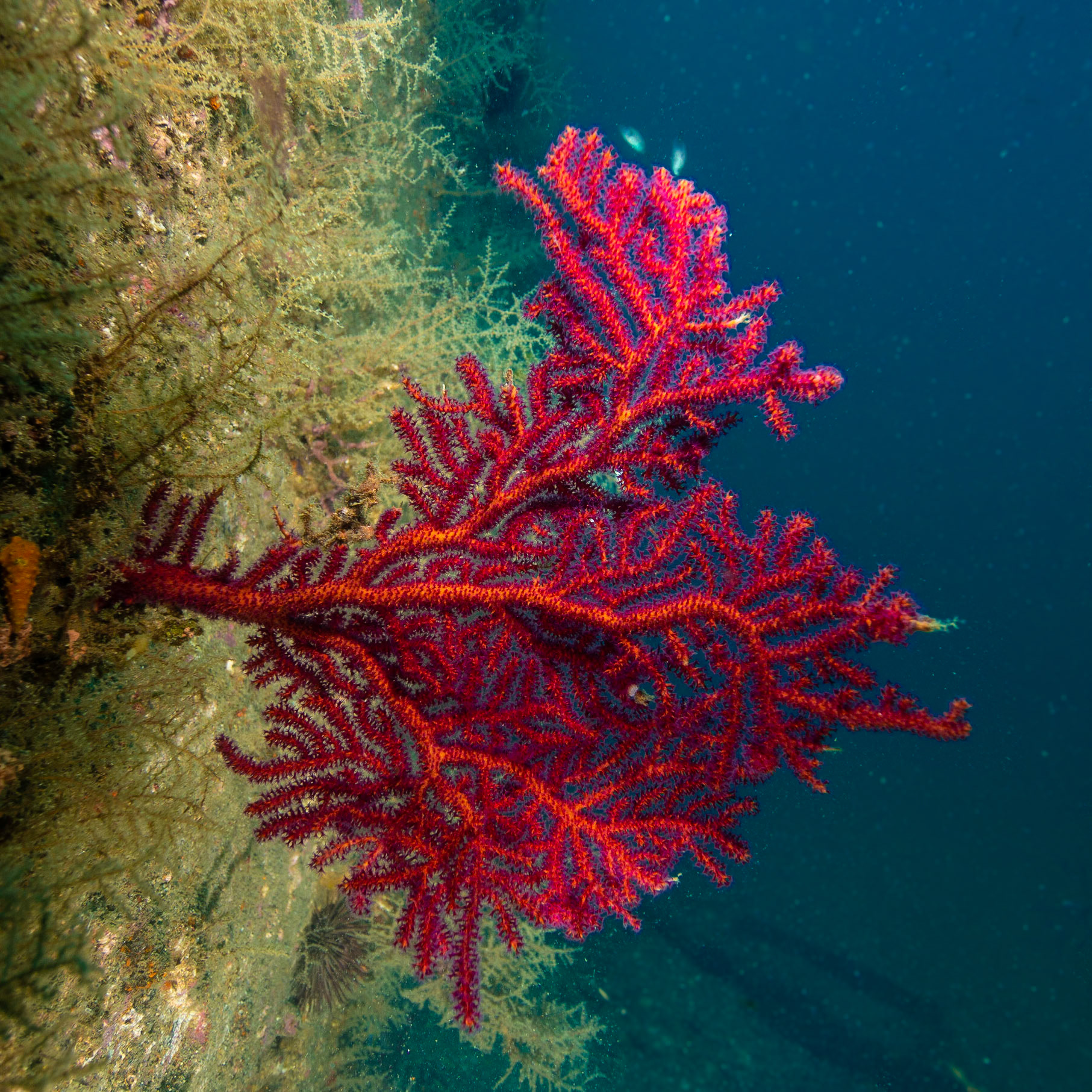 The Aeolus shipwreck