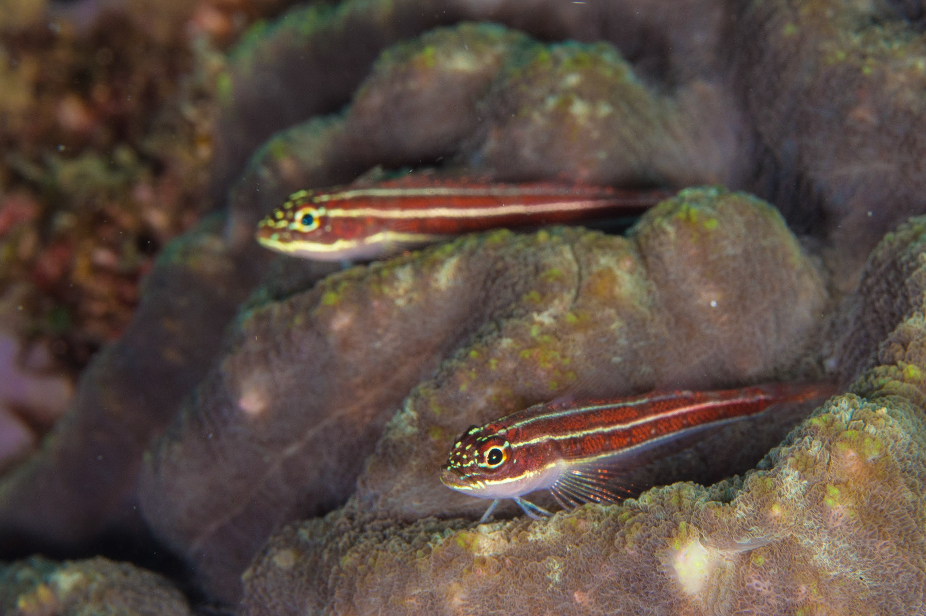 Striped Triplefin