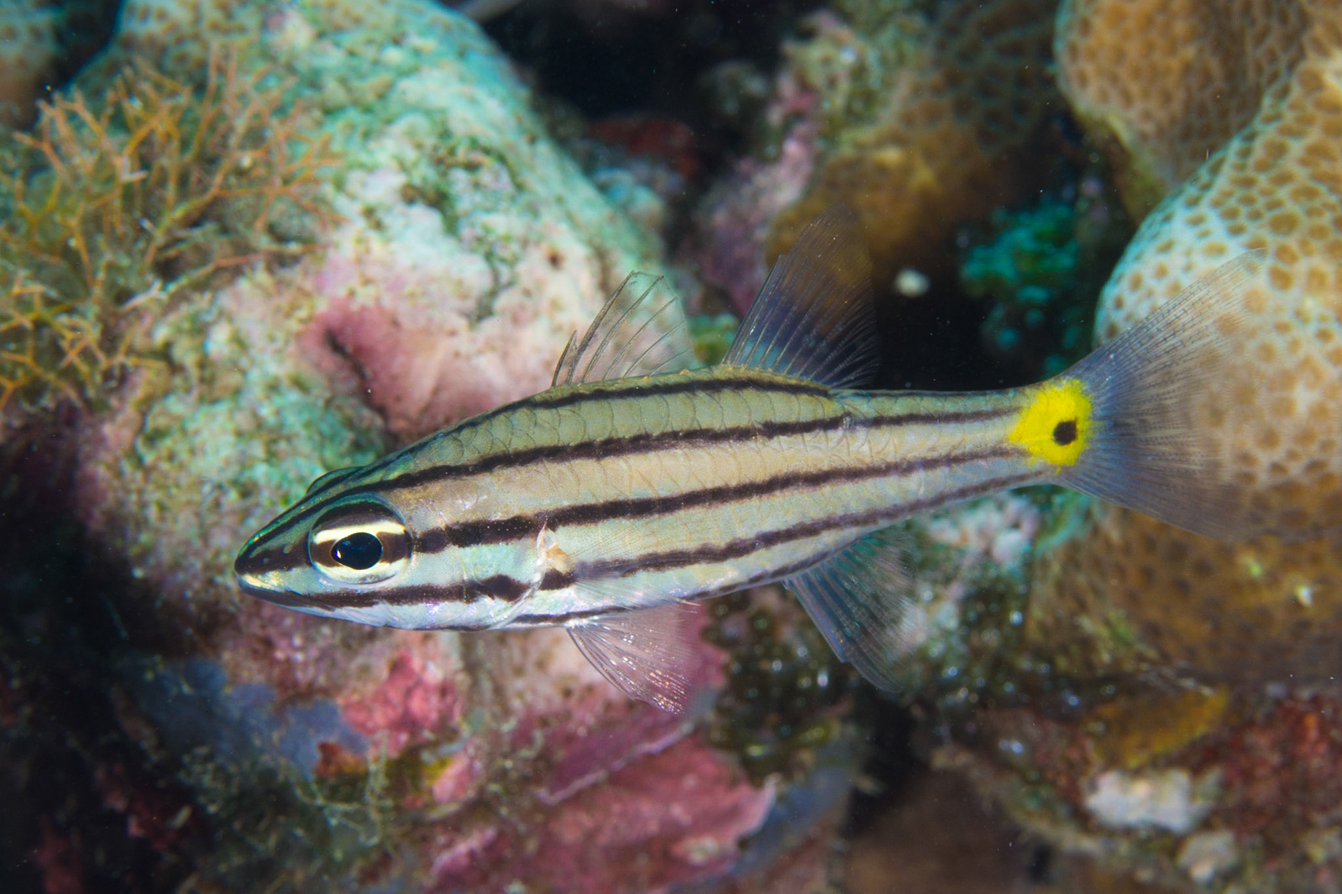 Toothy Cardinalfish