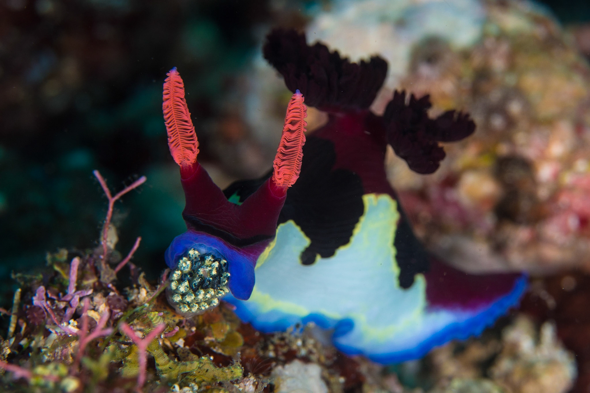 Nemobratha chamberlaini