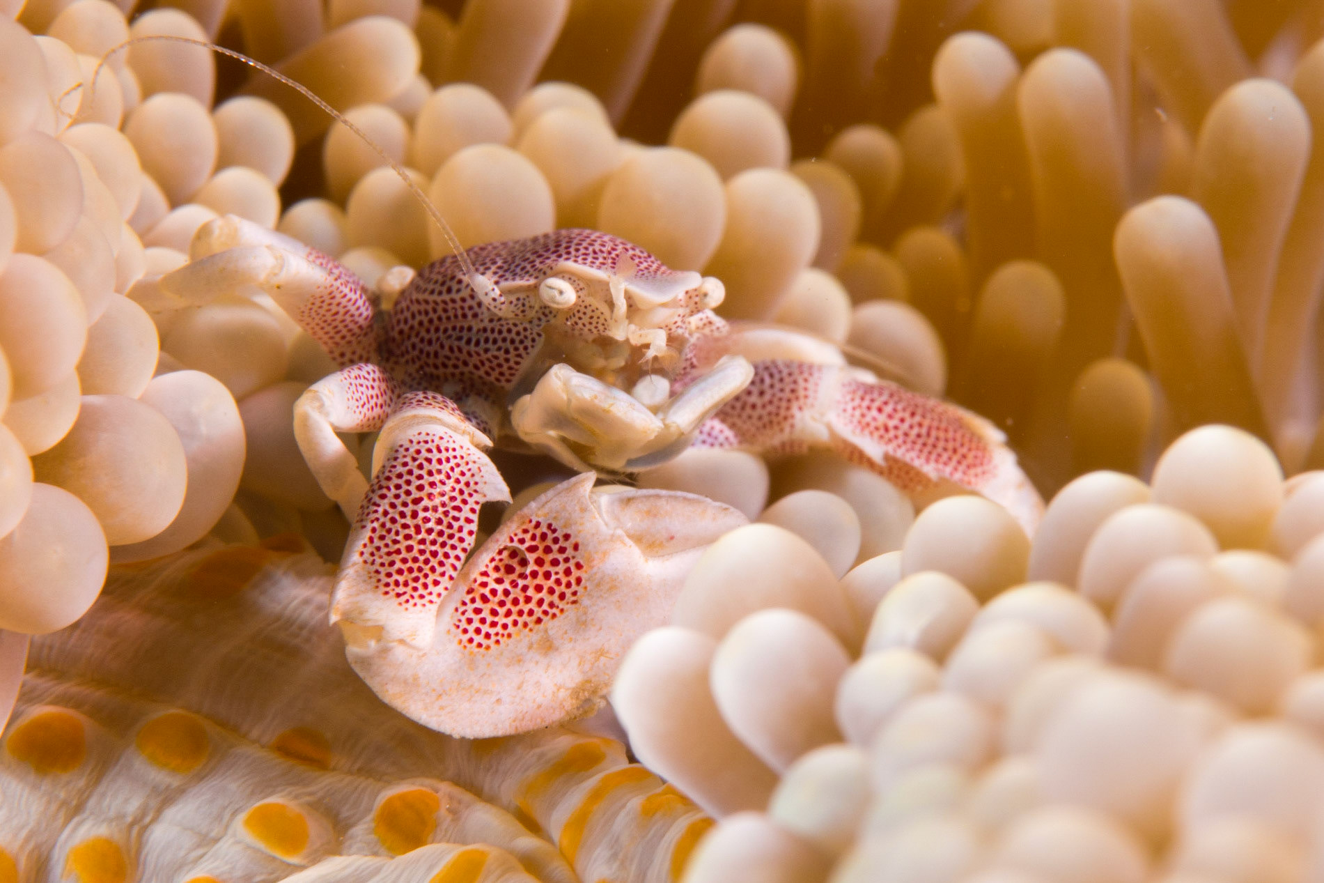 Spotted Porcelain Crab and Merten's Anemone