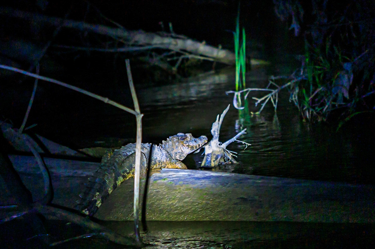 Dwarf Caiman