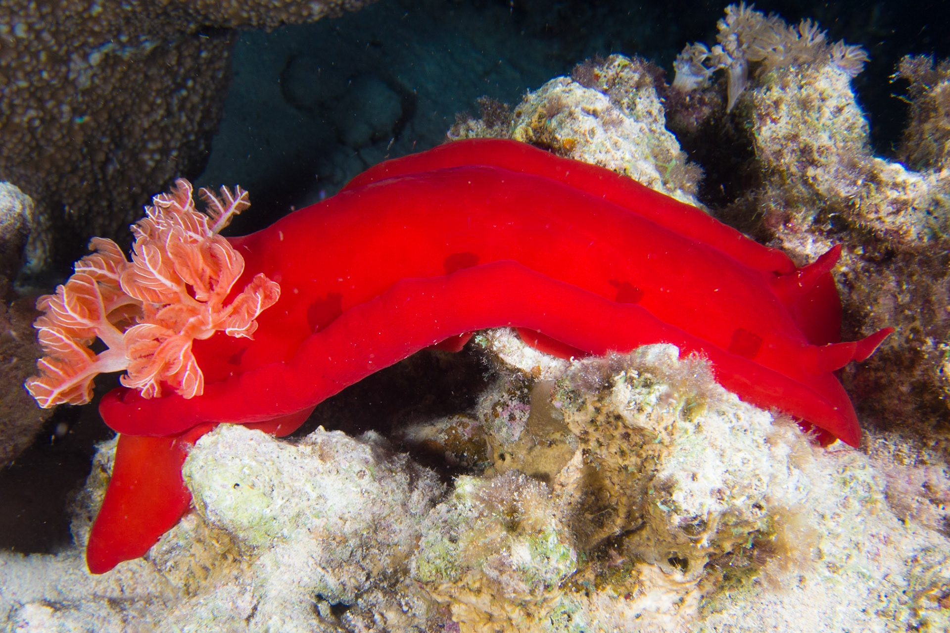 Hexabranchus sanguineus