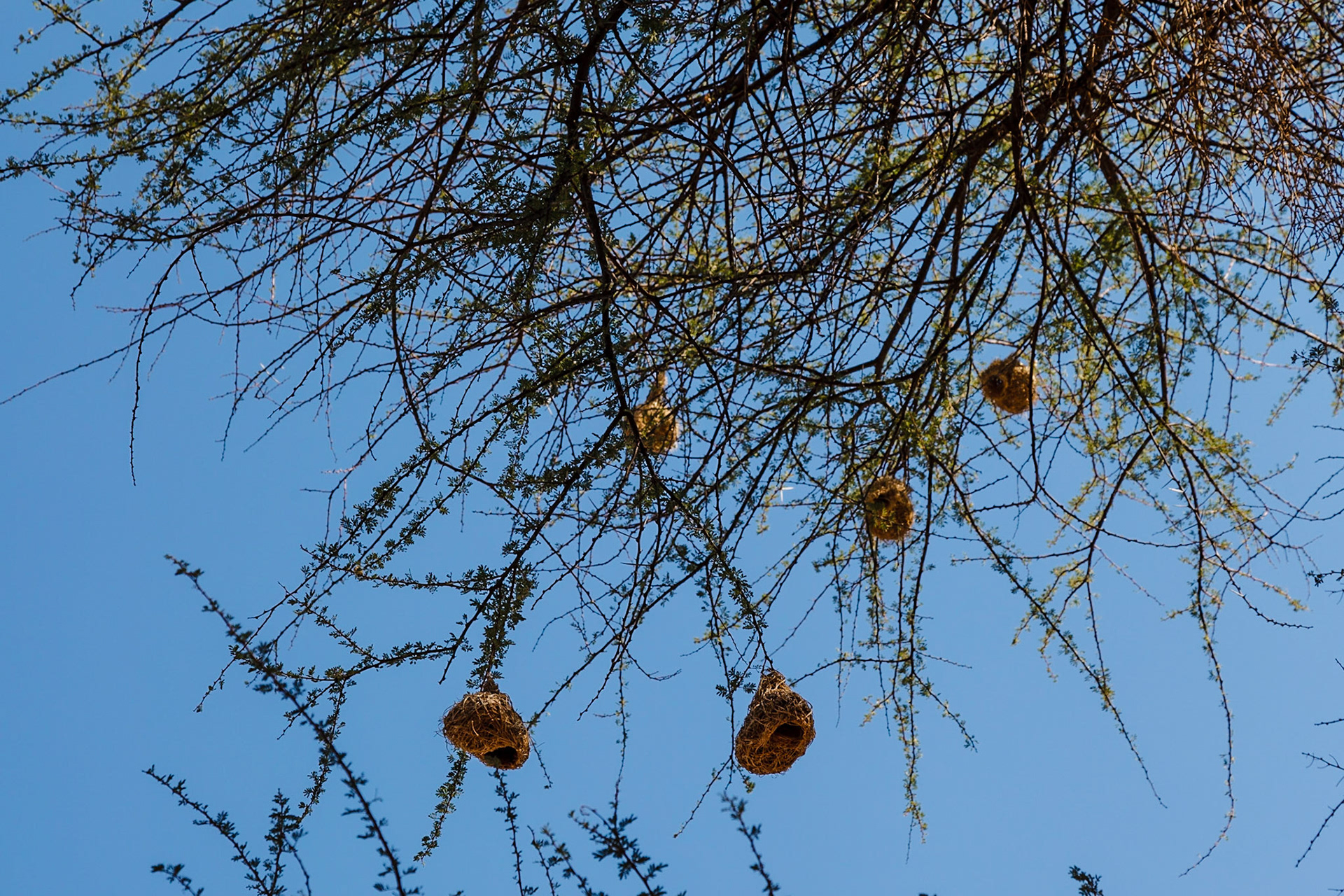 Weaver nest