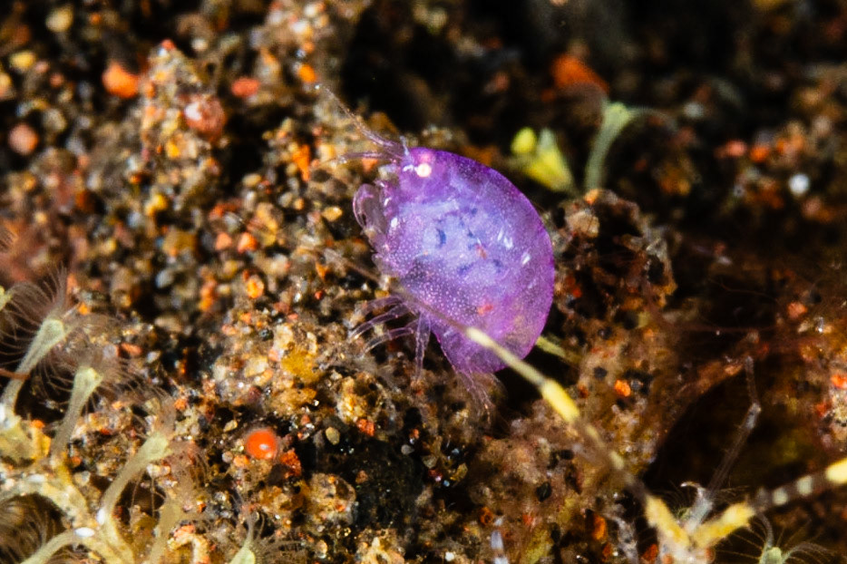 Lysianassidae sp.