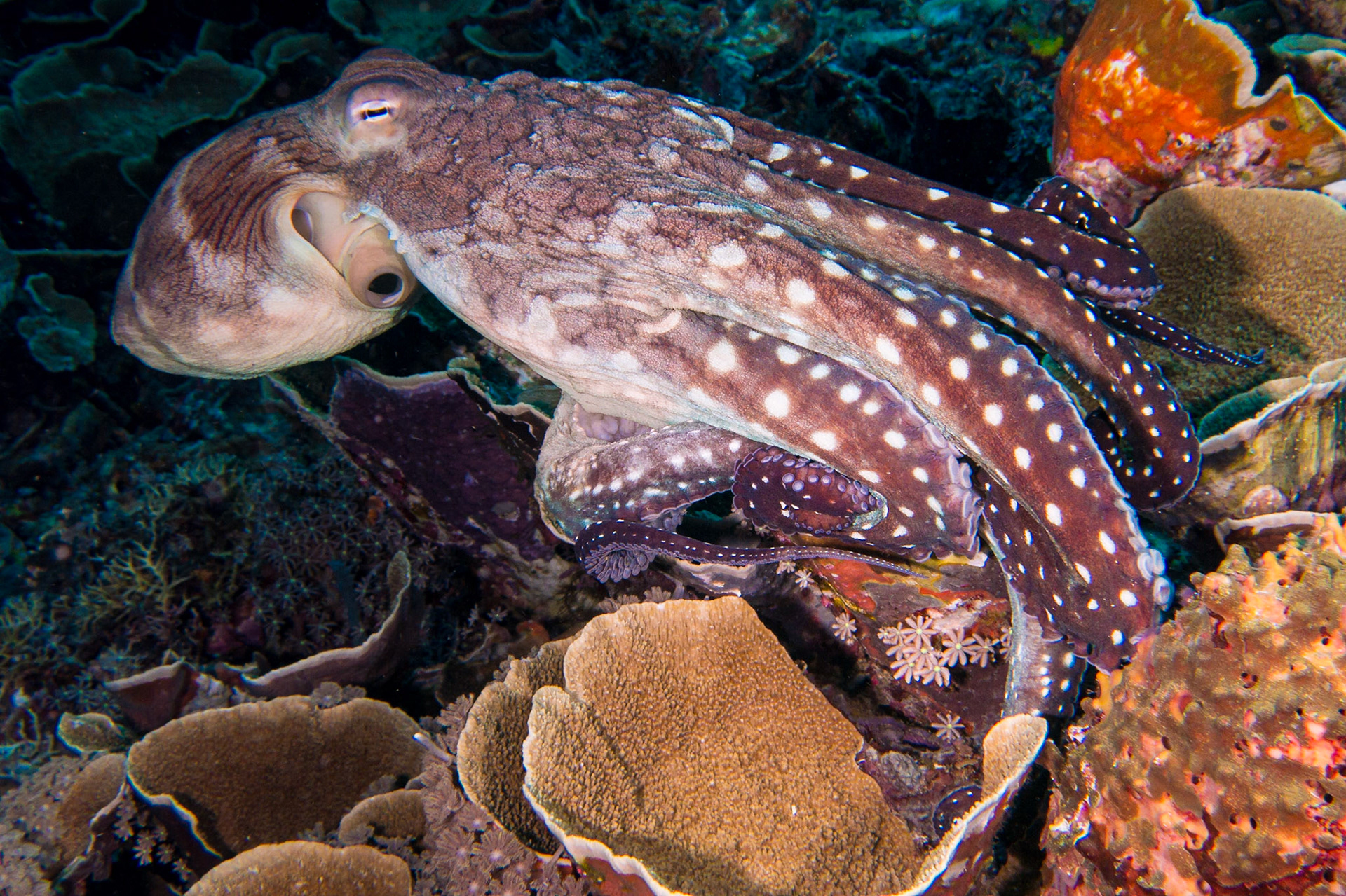 A Day Octopus taking off
